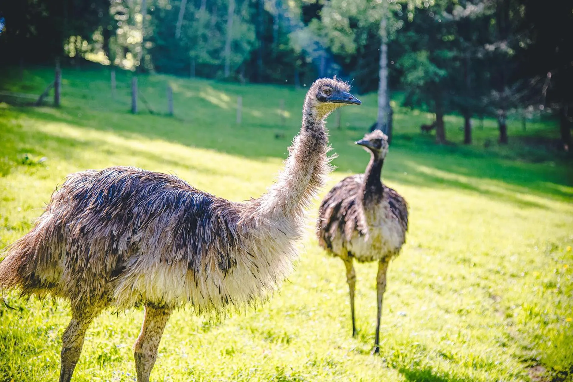 Animals in Wellness & Spa Hotel Čertov