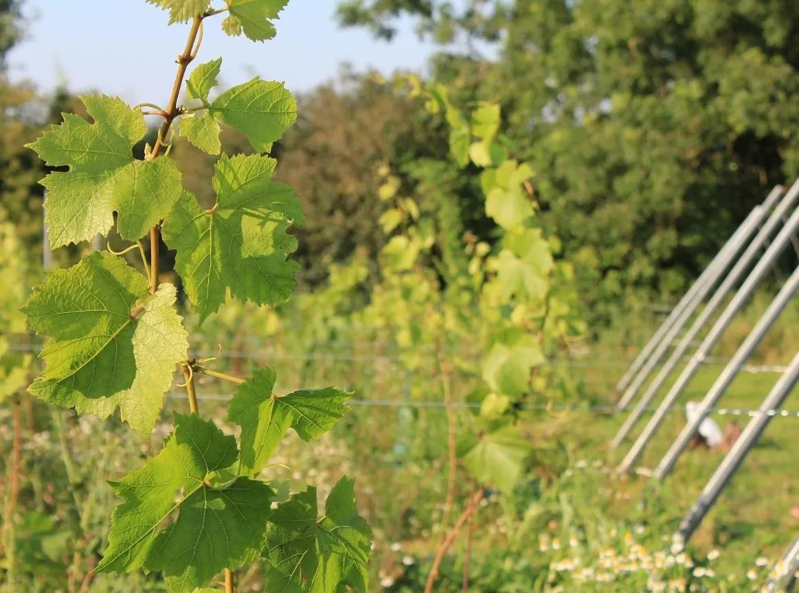 Garden in B&B 't Zwaluwnest