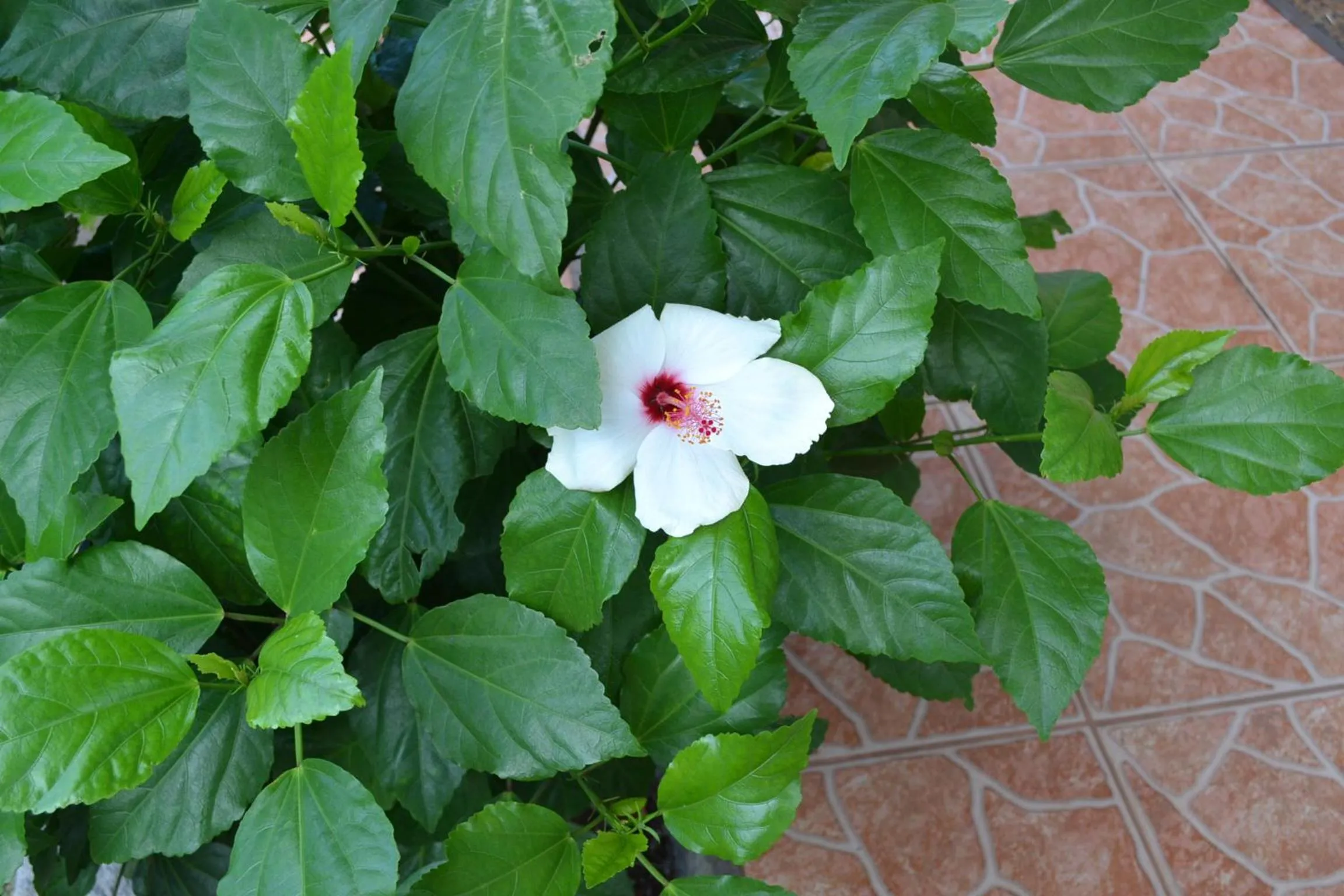 Decorative detail in Cabañas Henua Iti