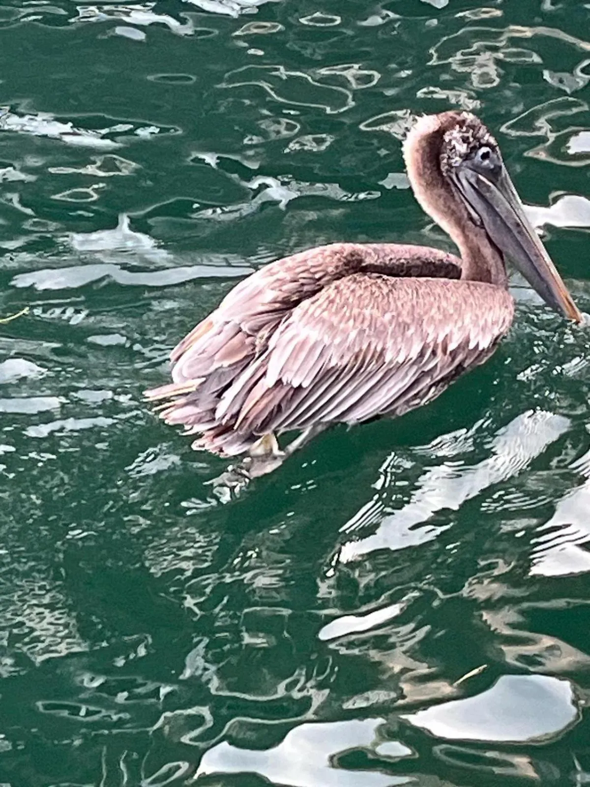 Hotel Paraiso Caribeño