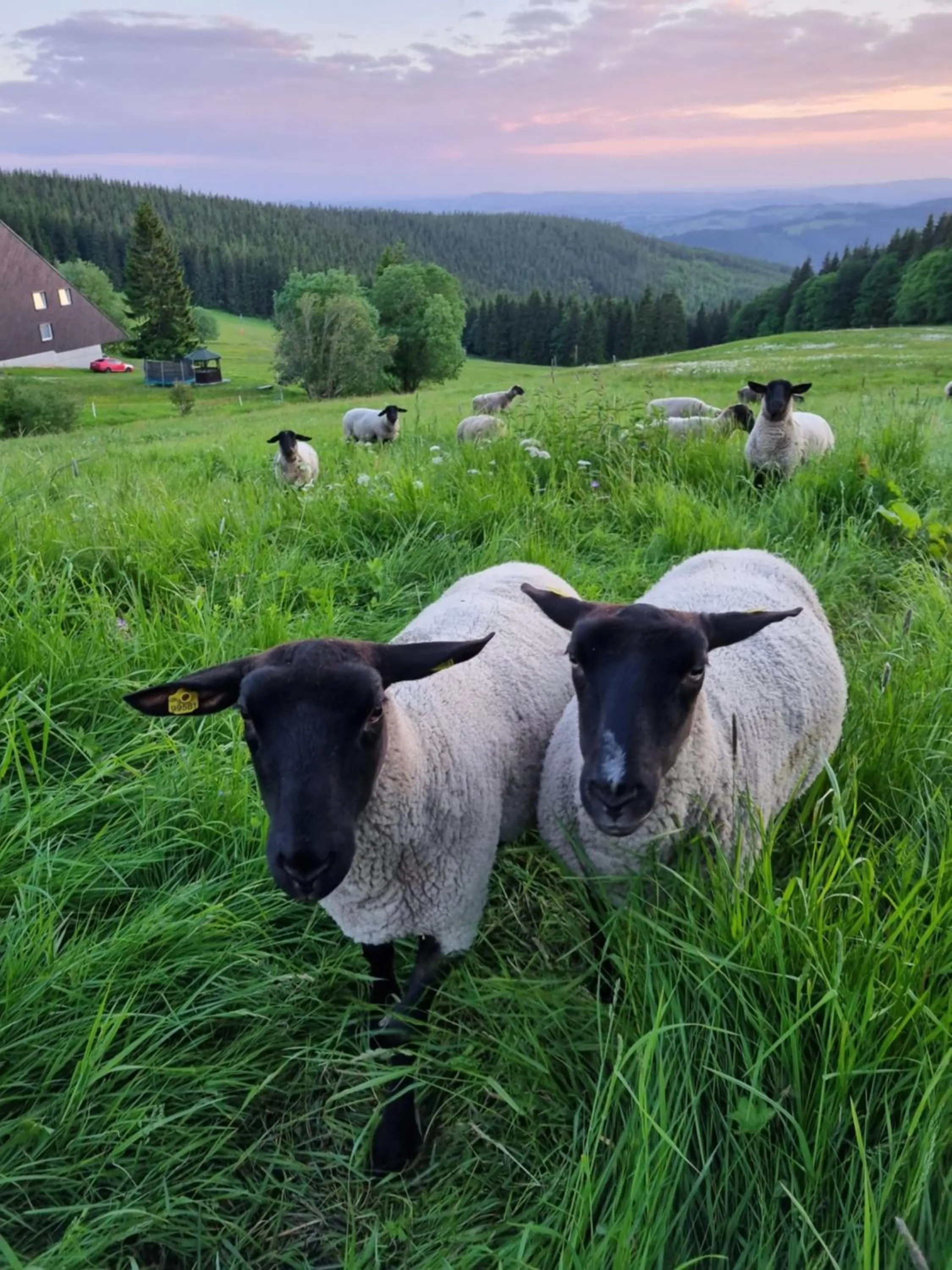 Facade/entrance in Hotel Tetřeví Boudy