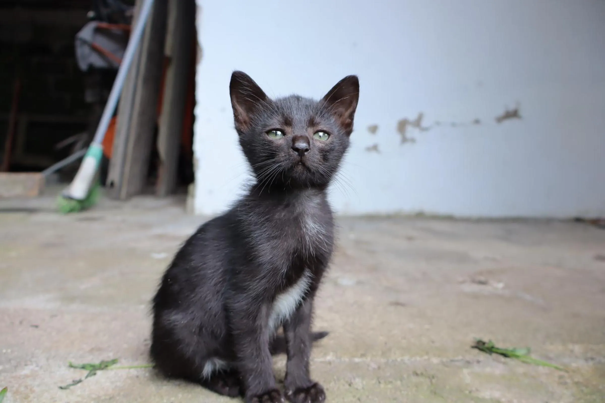 Animals in Chrisma Bed and Breakfast