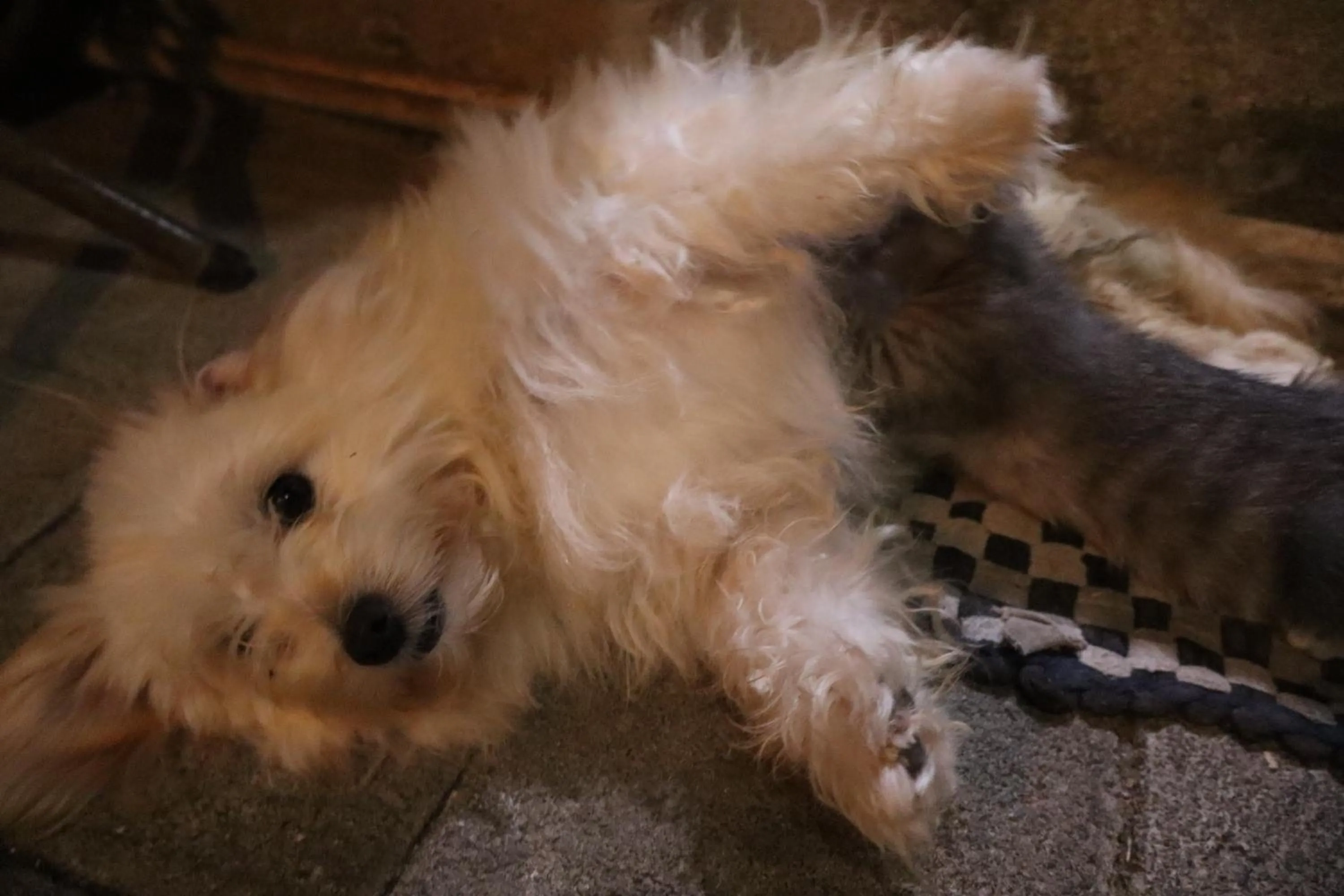 Animals in Chrisma Bed and Breakfast