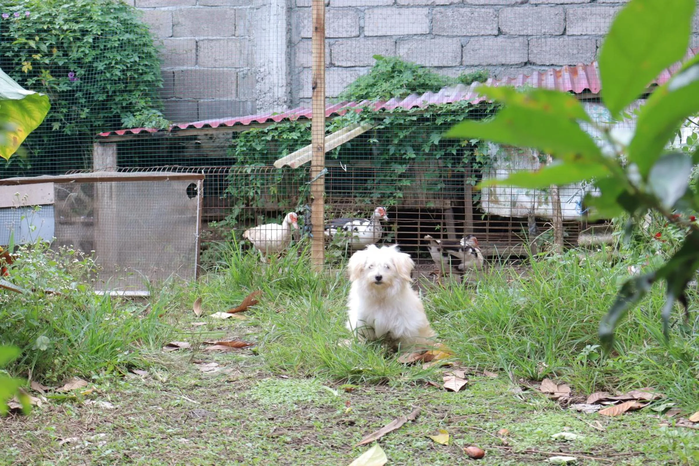 Animals in Chrisma Bed and Breakfast