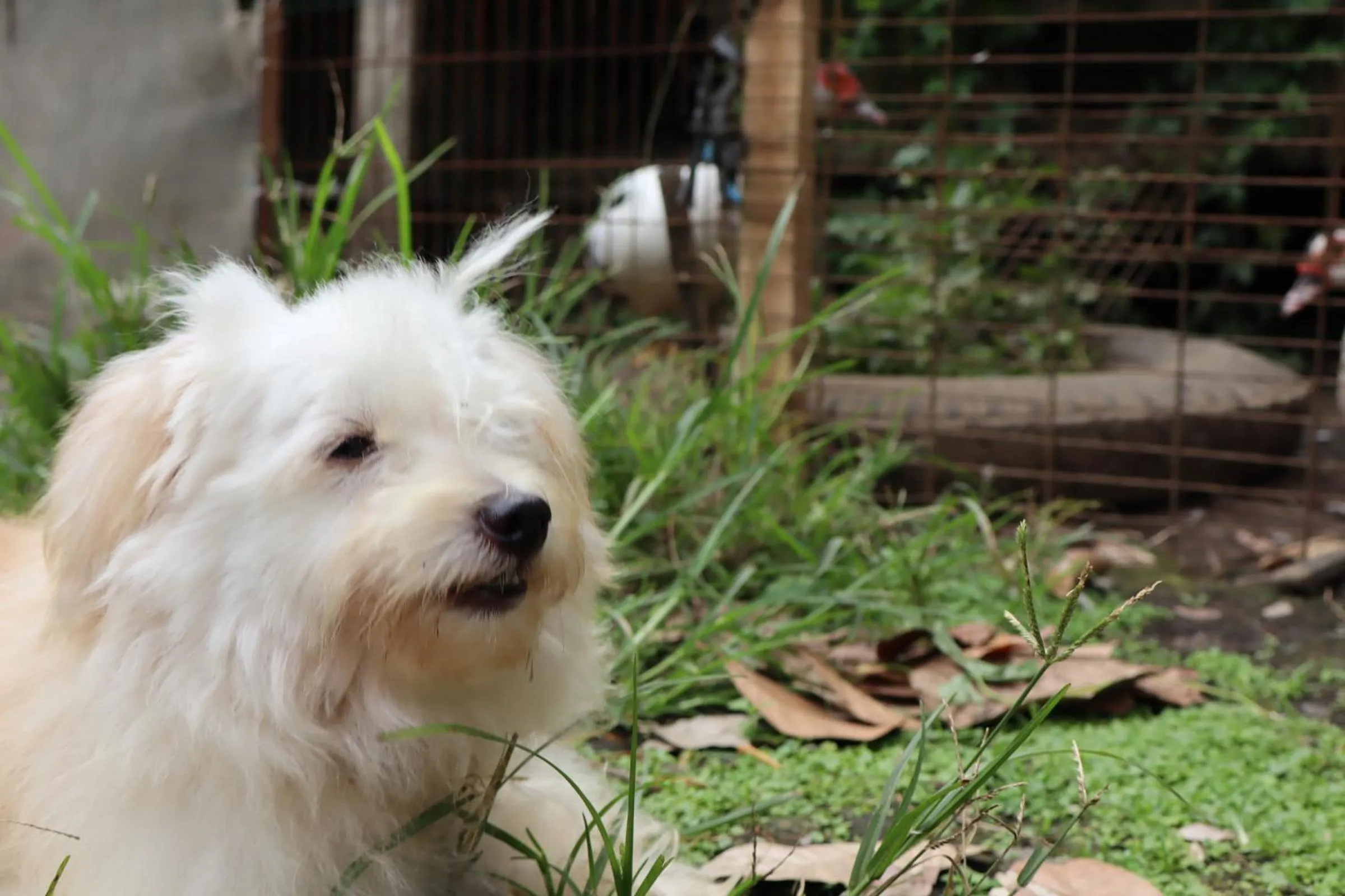 Animals in Chrisma Bed and Breakfast