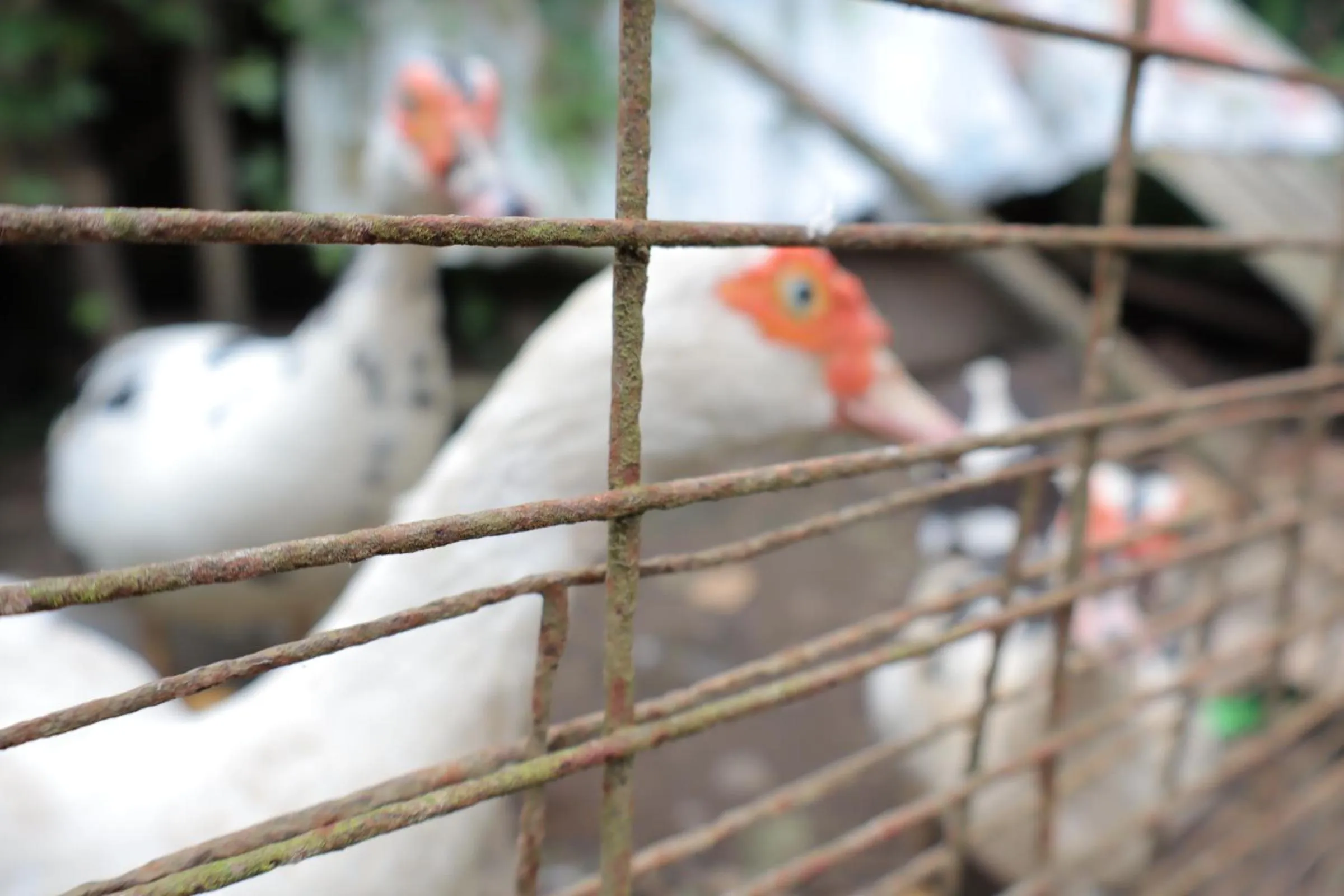 Animals in Chrisma Bed and Breakfast