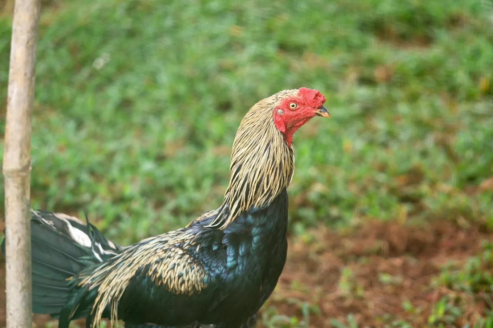 Property building in SandalMist Resort and Spa