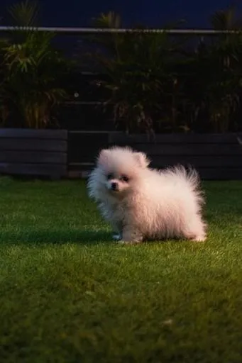 Pets in Central Suites by H&R