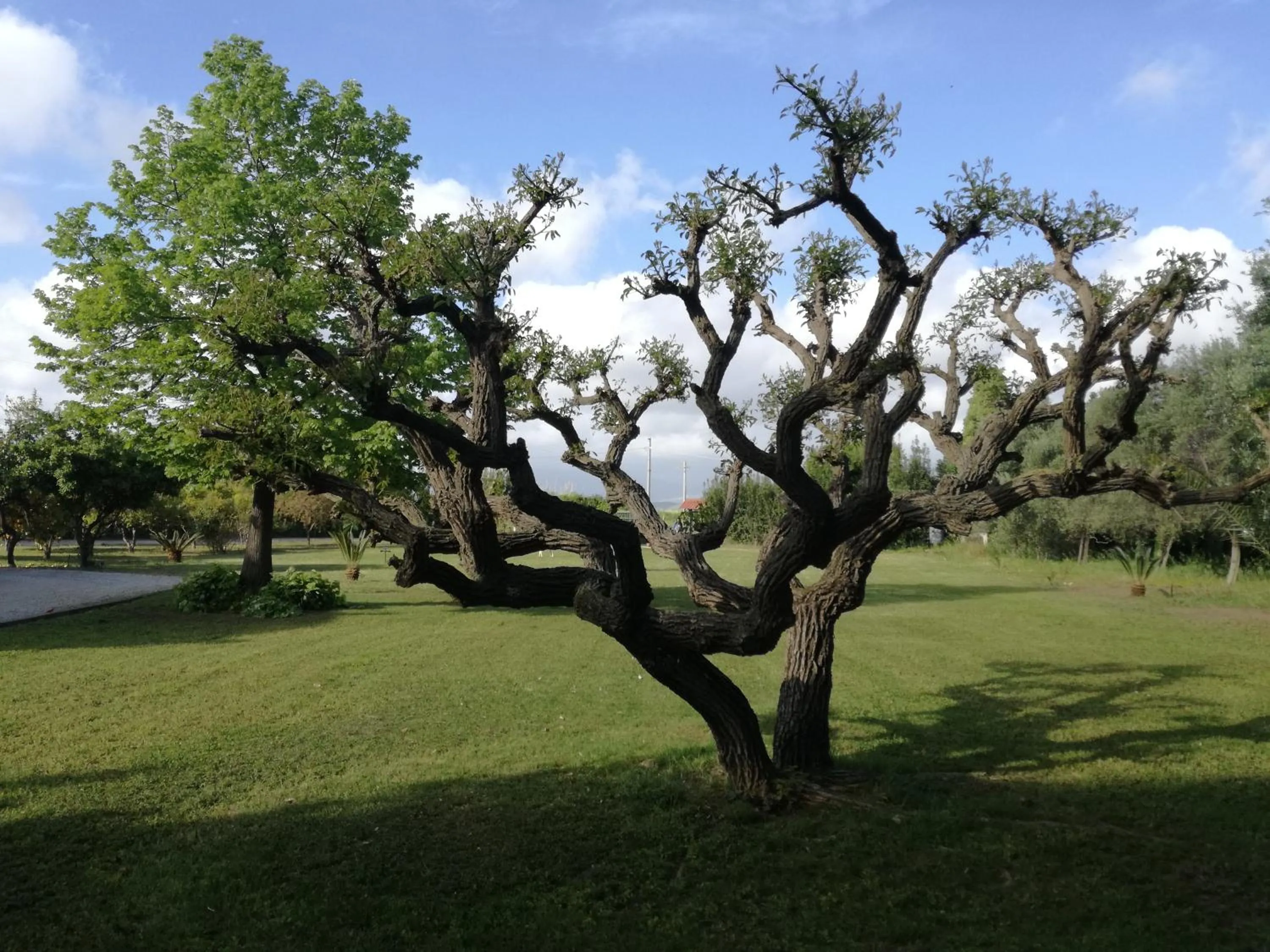 Garden in B&B Villa Napoli