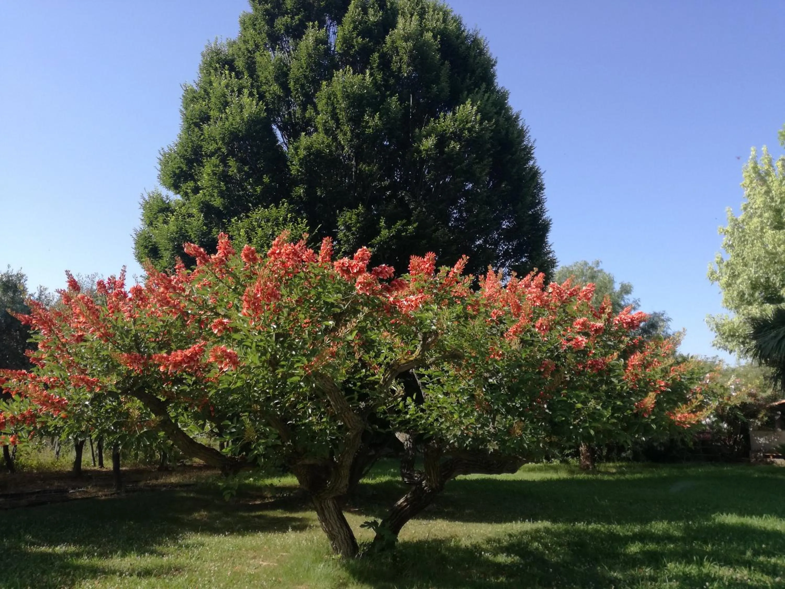 Garden in B&B Villa Napoli