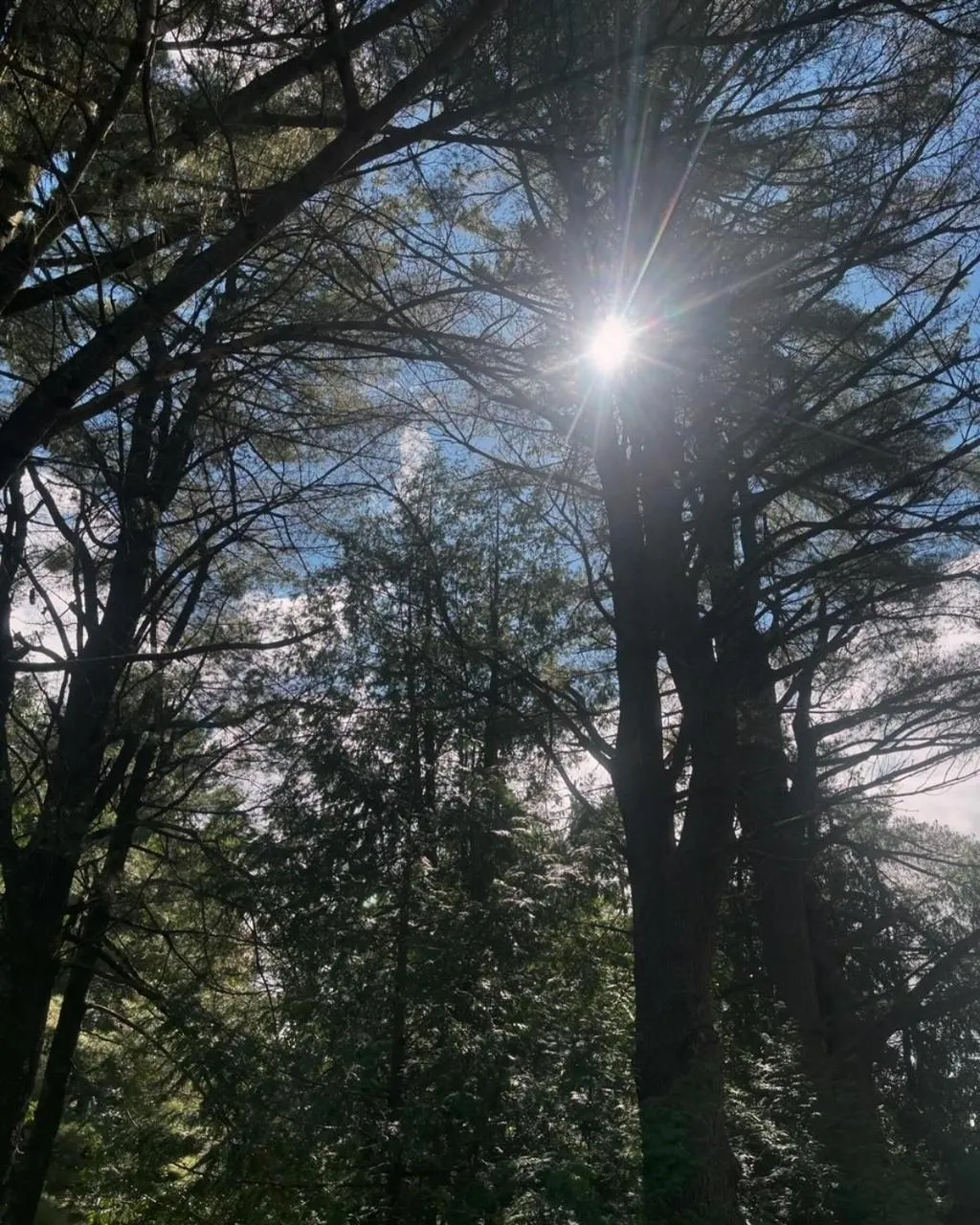 Natural landscape in Domaine Chalets des pins
