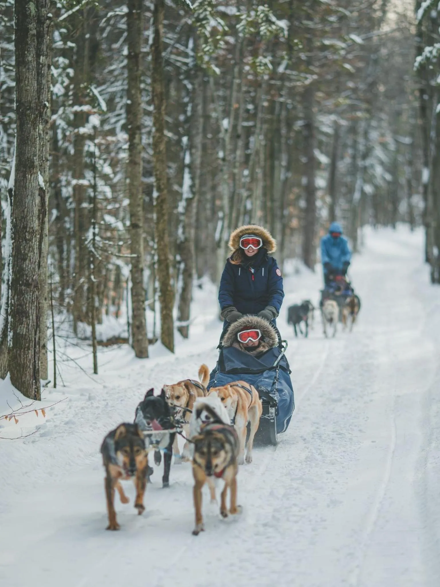 Winter in Domaine Chalets des pins