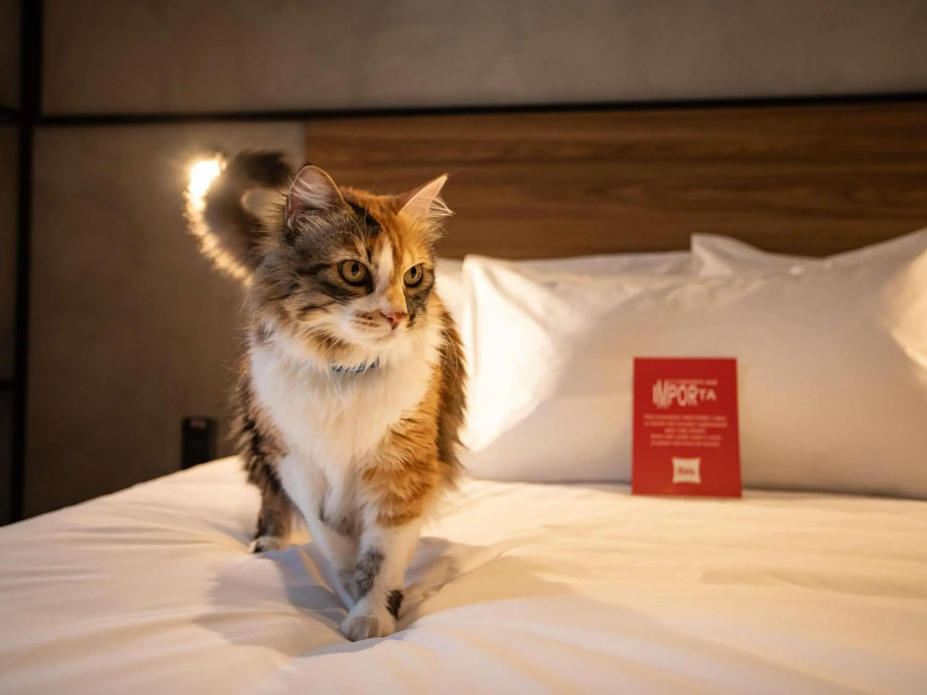 Bedroom, Bed in Ibis Serra Talhada Bedroom, Bed in Ibis Serra Talhada