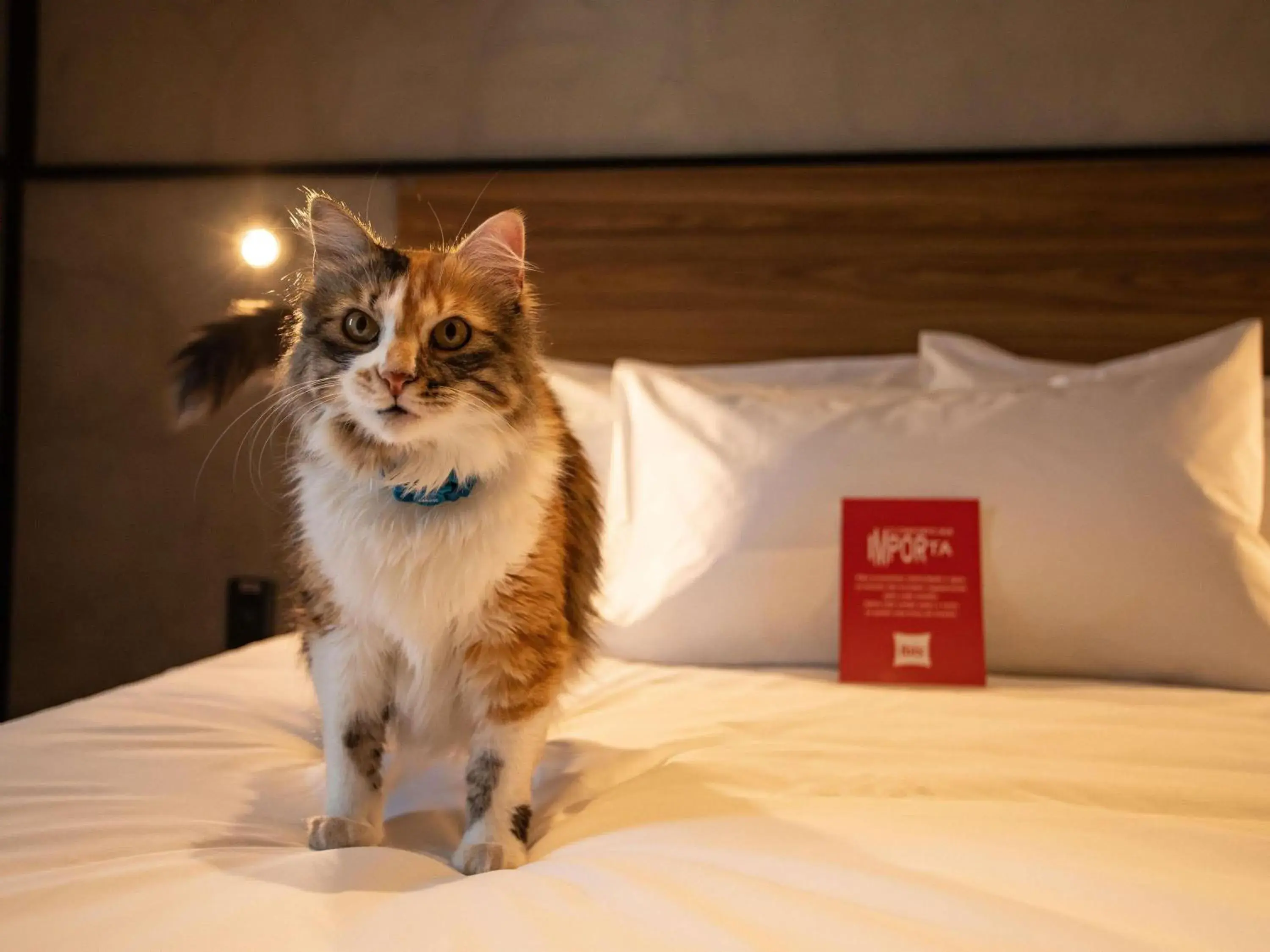 Bedroom in Ibis Serra Talhada Bedroom in Ibis Serra Talhada