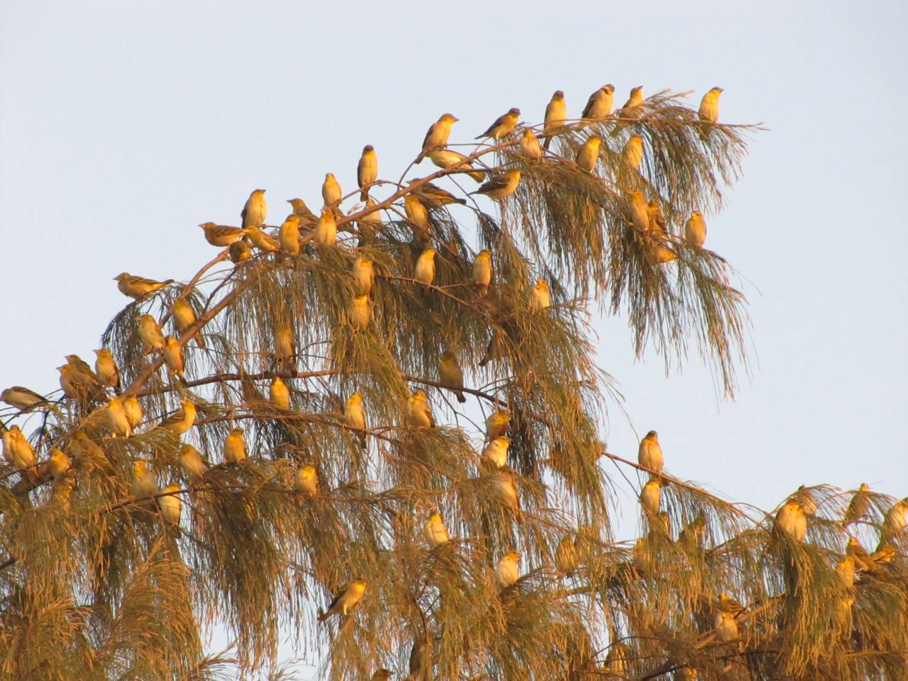 Garden in Bazouk Du Saloum Ecolodge Solidaire