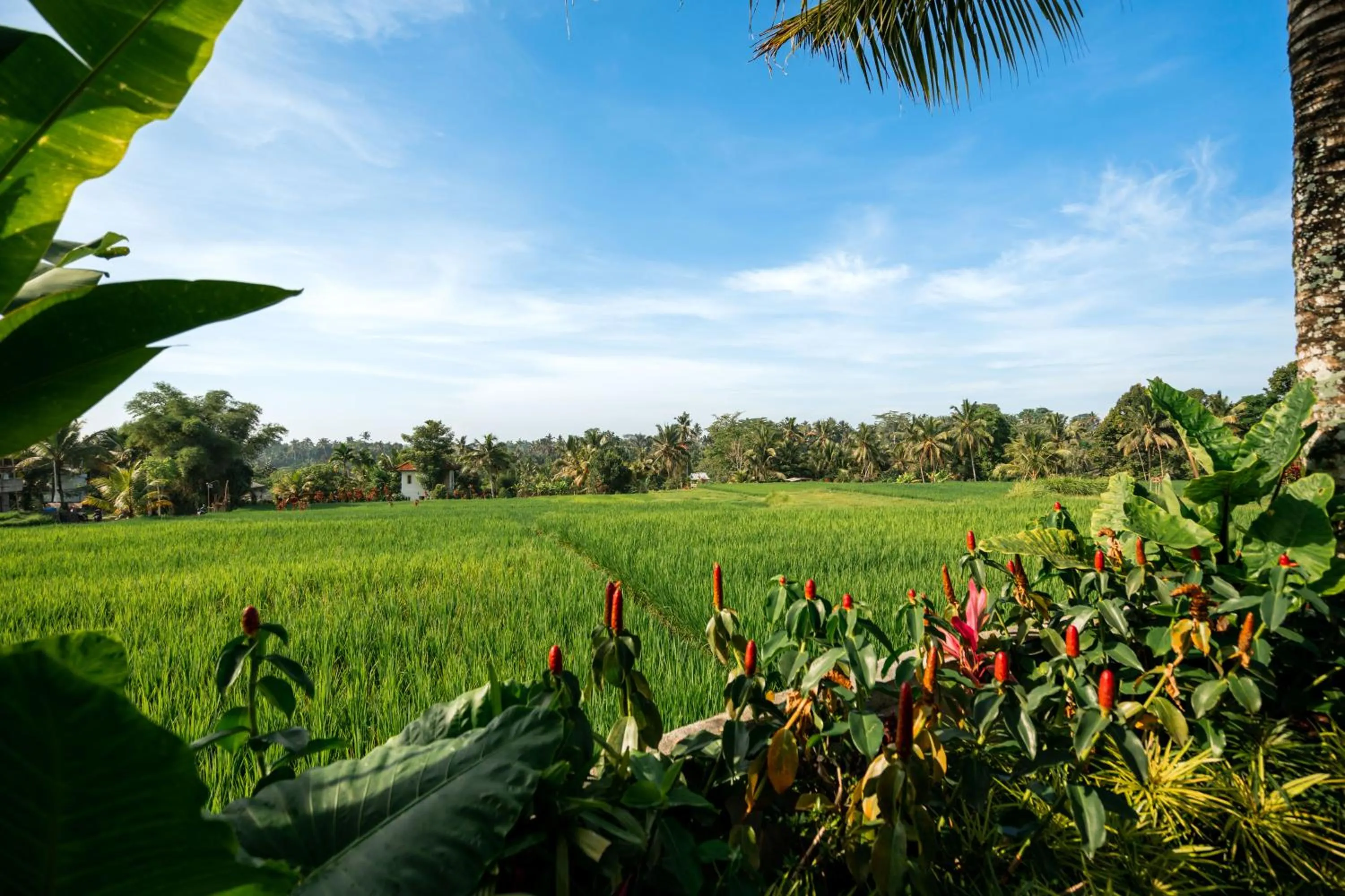 Natural landscape in Kaki Uma Villa