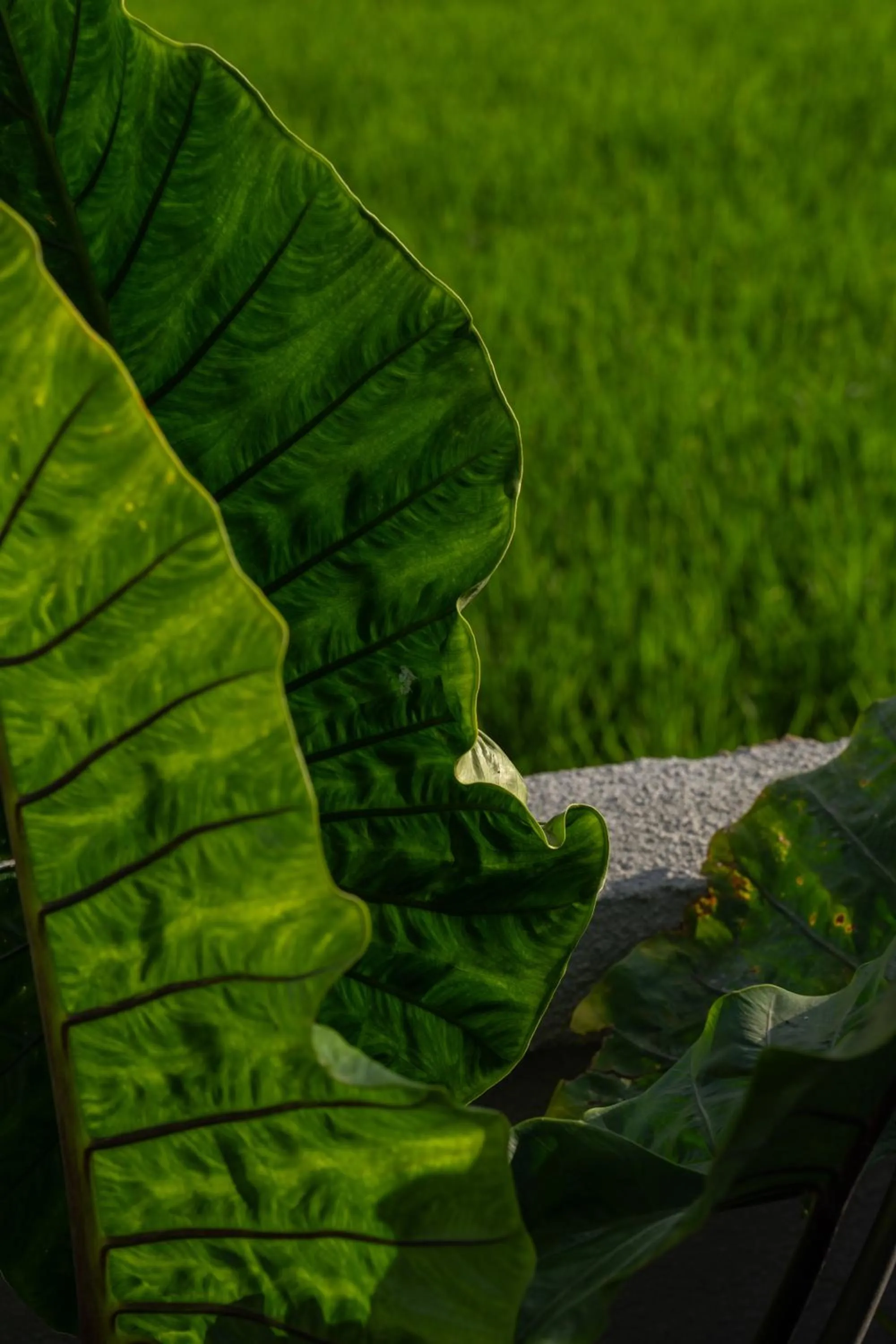 Natural landscape in Kaki Uma Villa