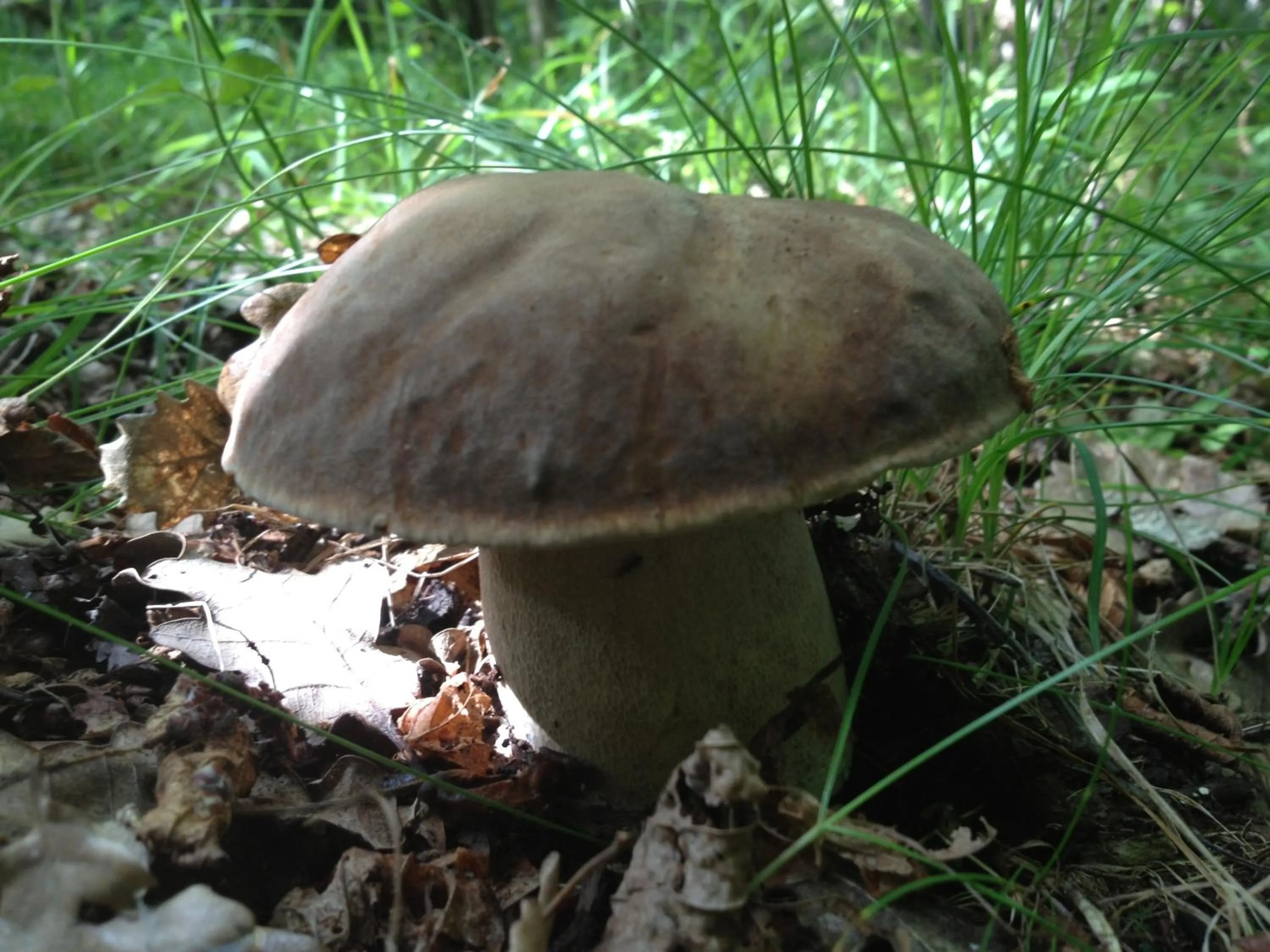 Natural landscape in El Refugio de Aran Vielha Aparthotel