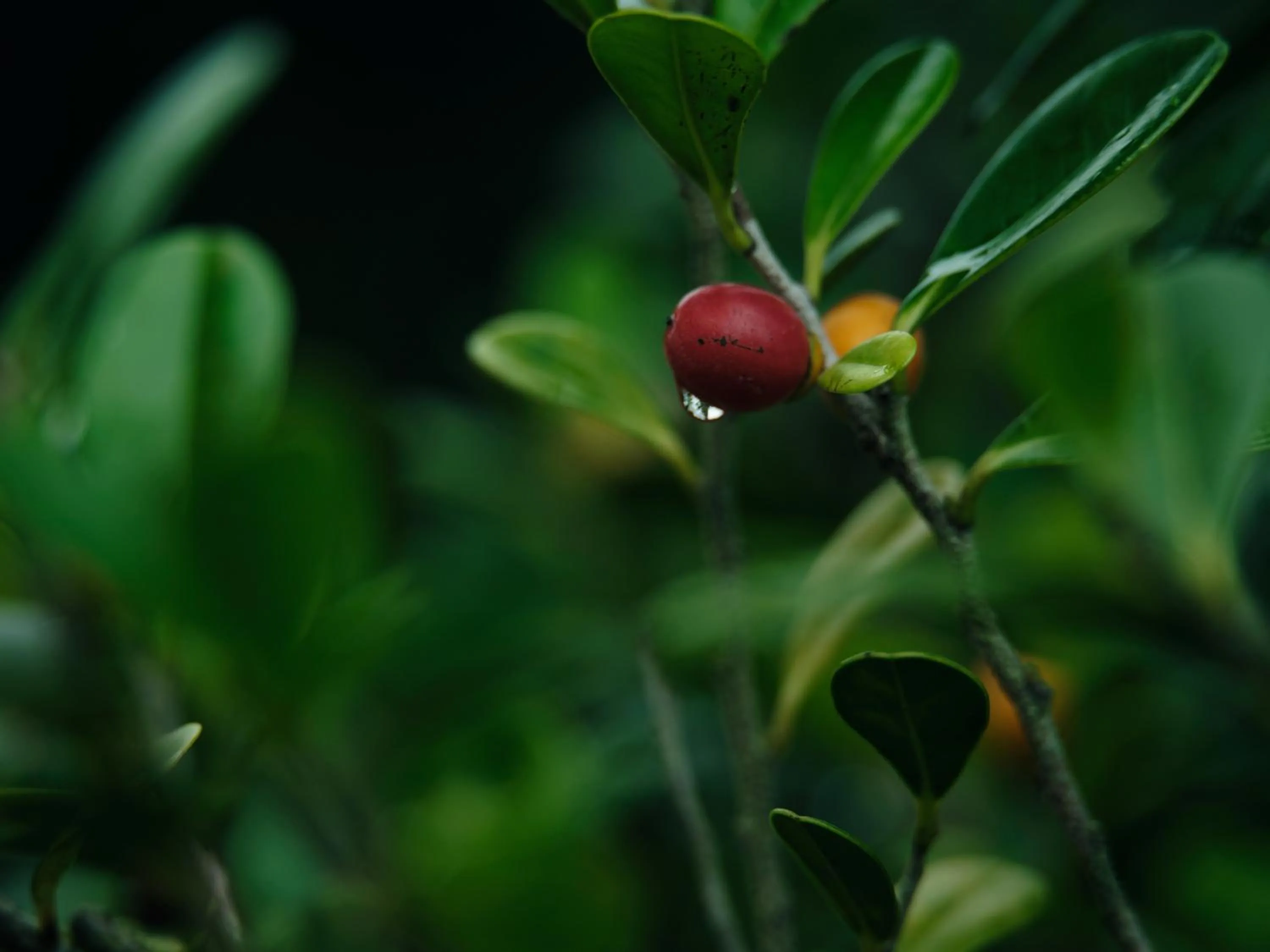 Garden in YAWN YARD Kouri Island
