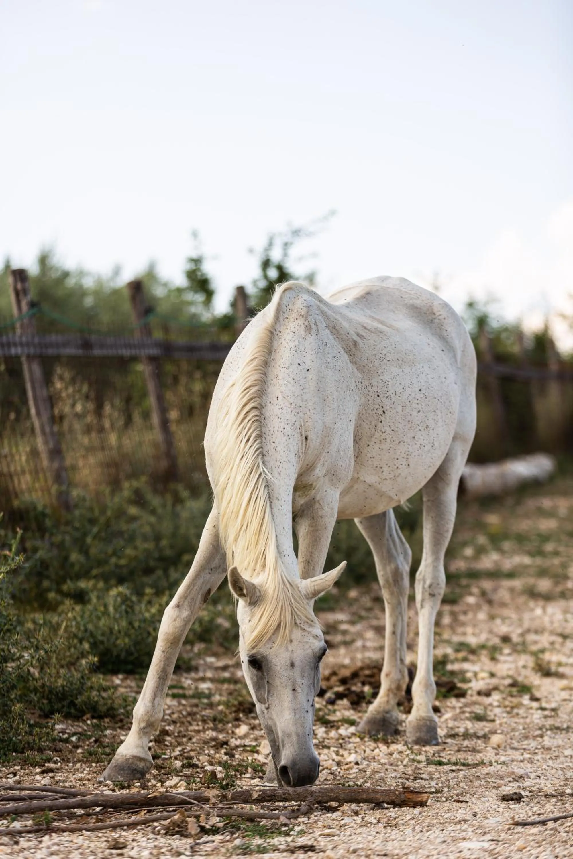 Animals in Agriturismo AgrileisureTime