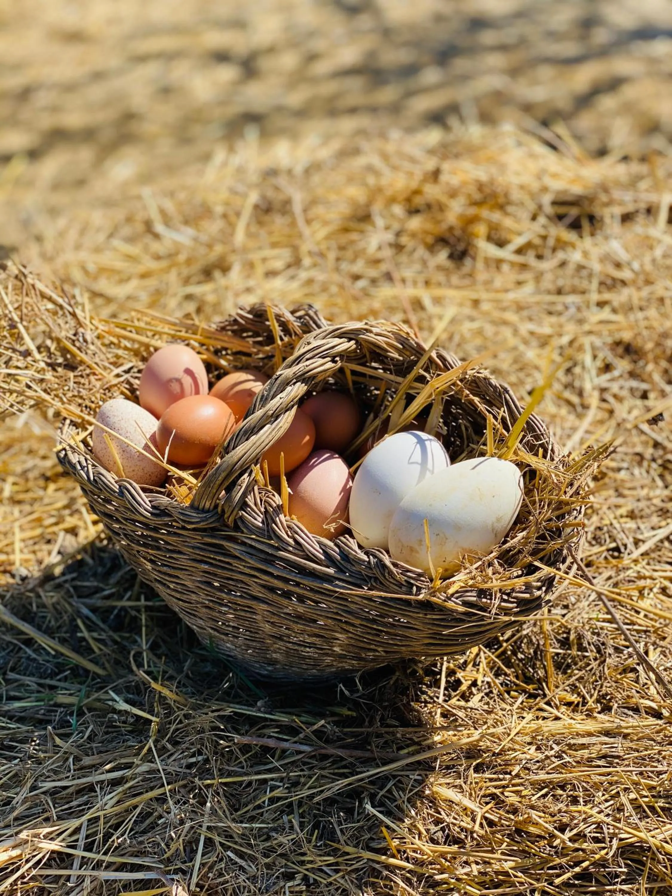 Food in Agriturismo AgrileisureTime