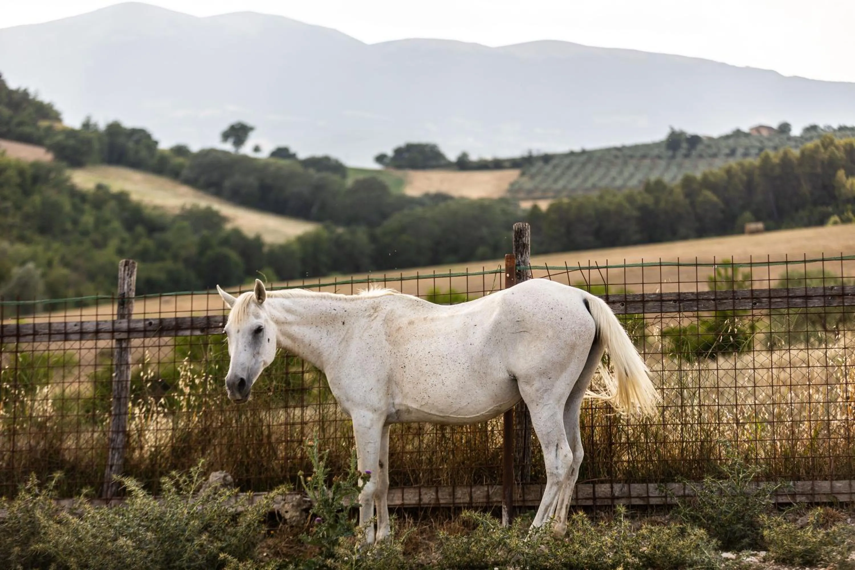Animals in Agriturismo AgrileisureTime