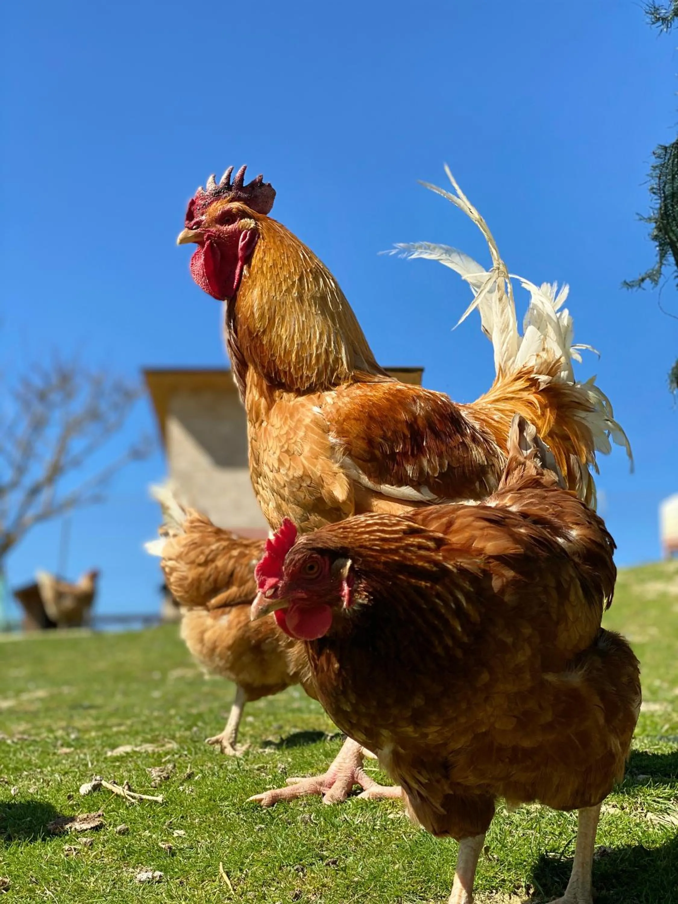 Animals in Agriturismo AgrileisureTime