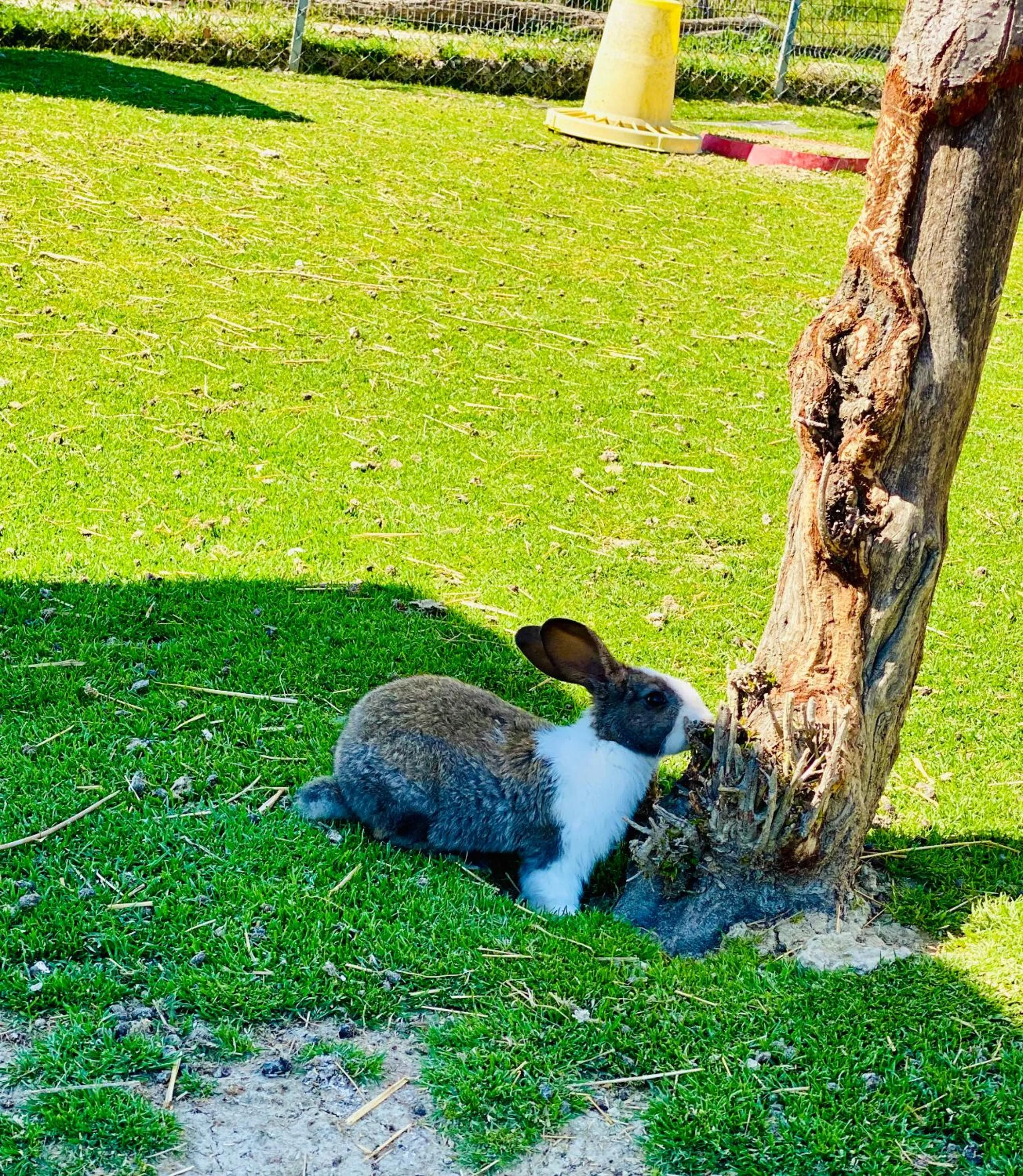 Animals in Agriturismo AgrileisureTime