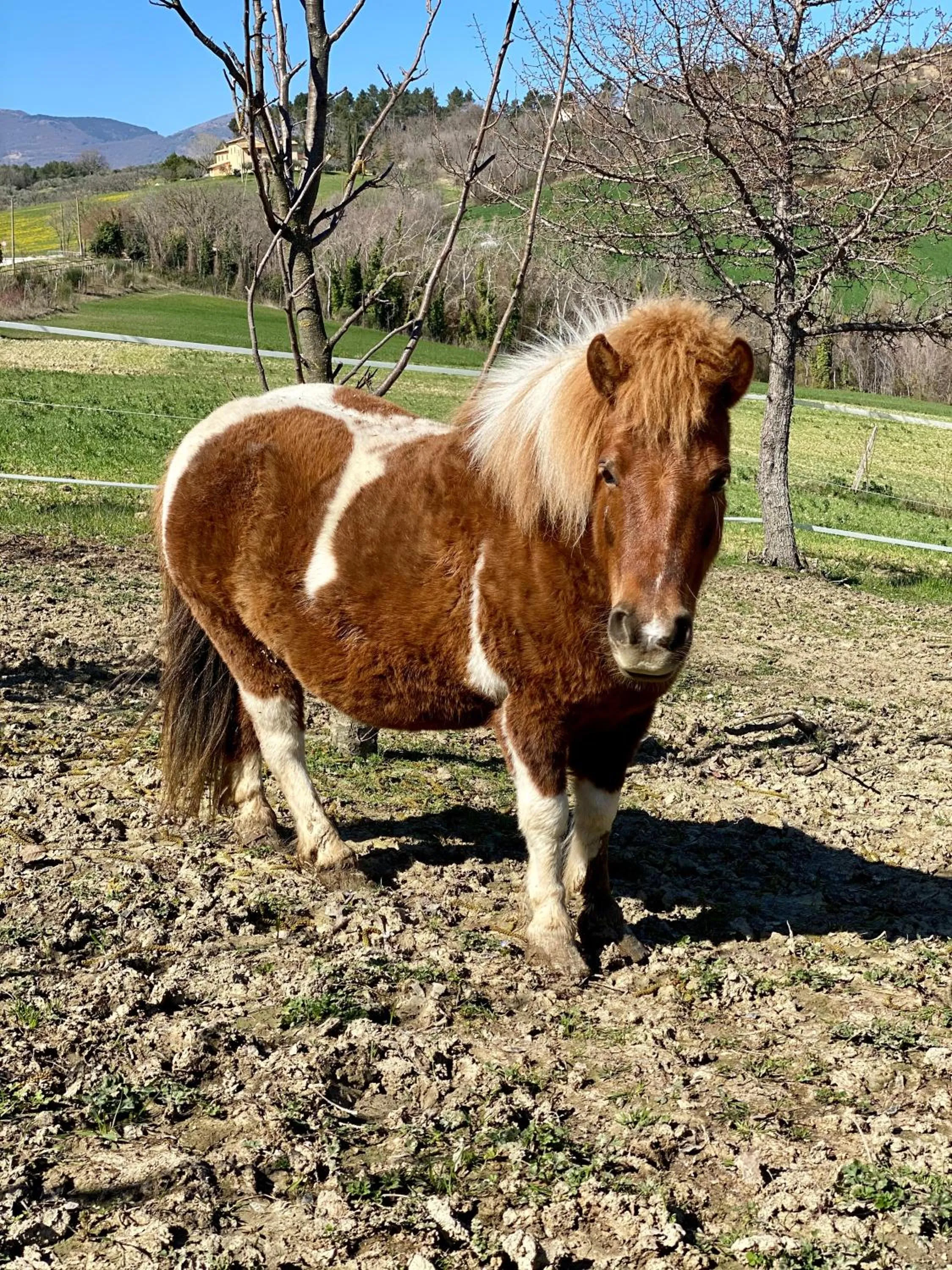 Horse-riding in Agriturismo AgrileisureTime