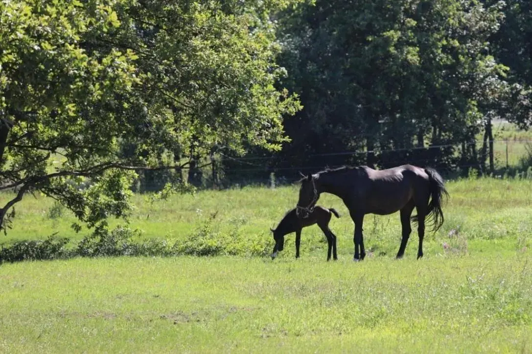 Duplex Apartment in Pension Lindenhof Drabsch Duplex Apartment in Pension Lindenhof Drabsch