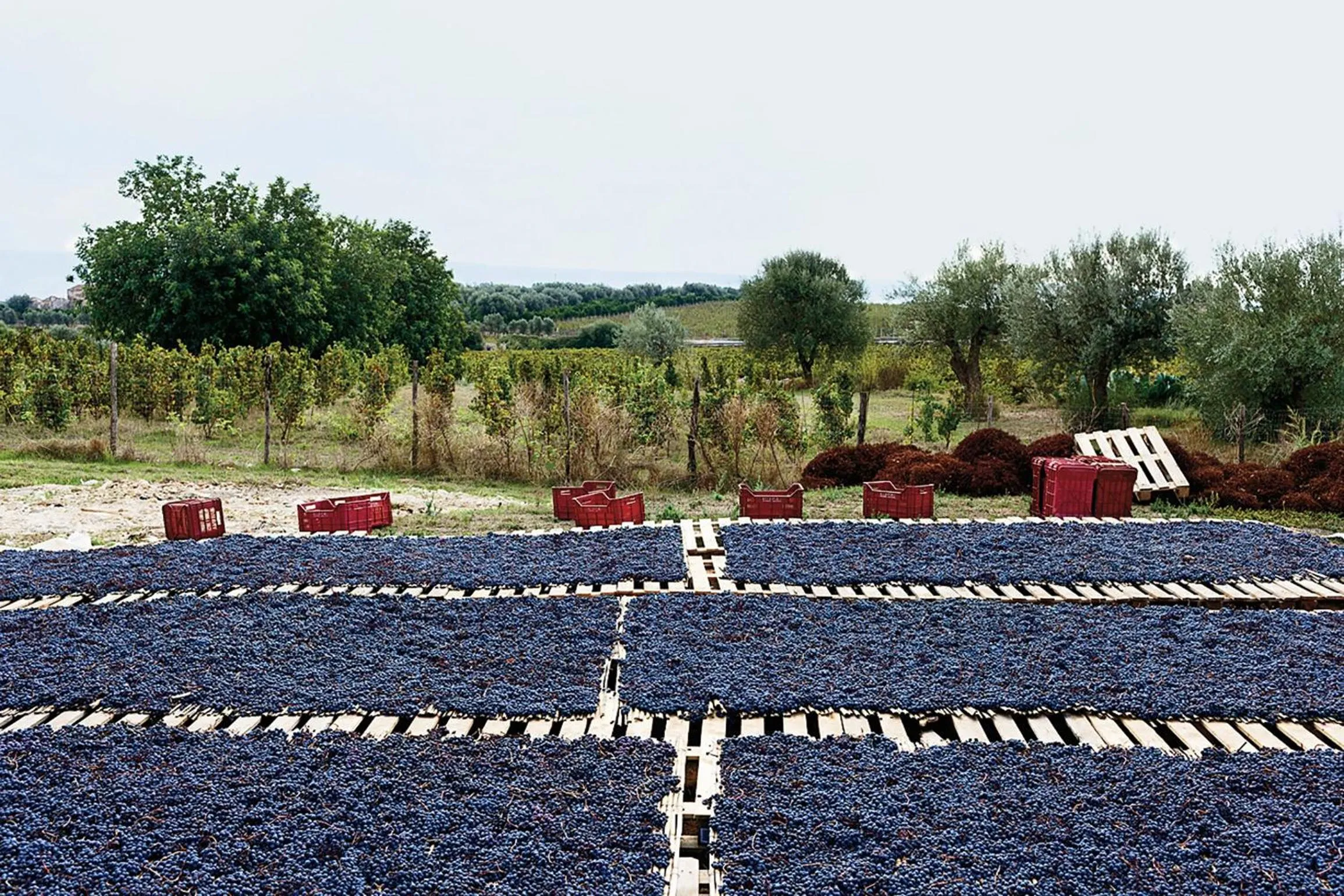 Garden in Baglio Occhipinti