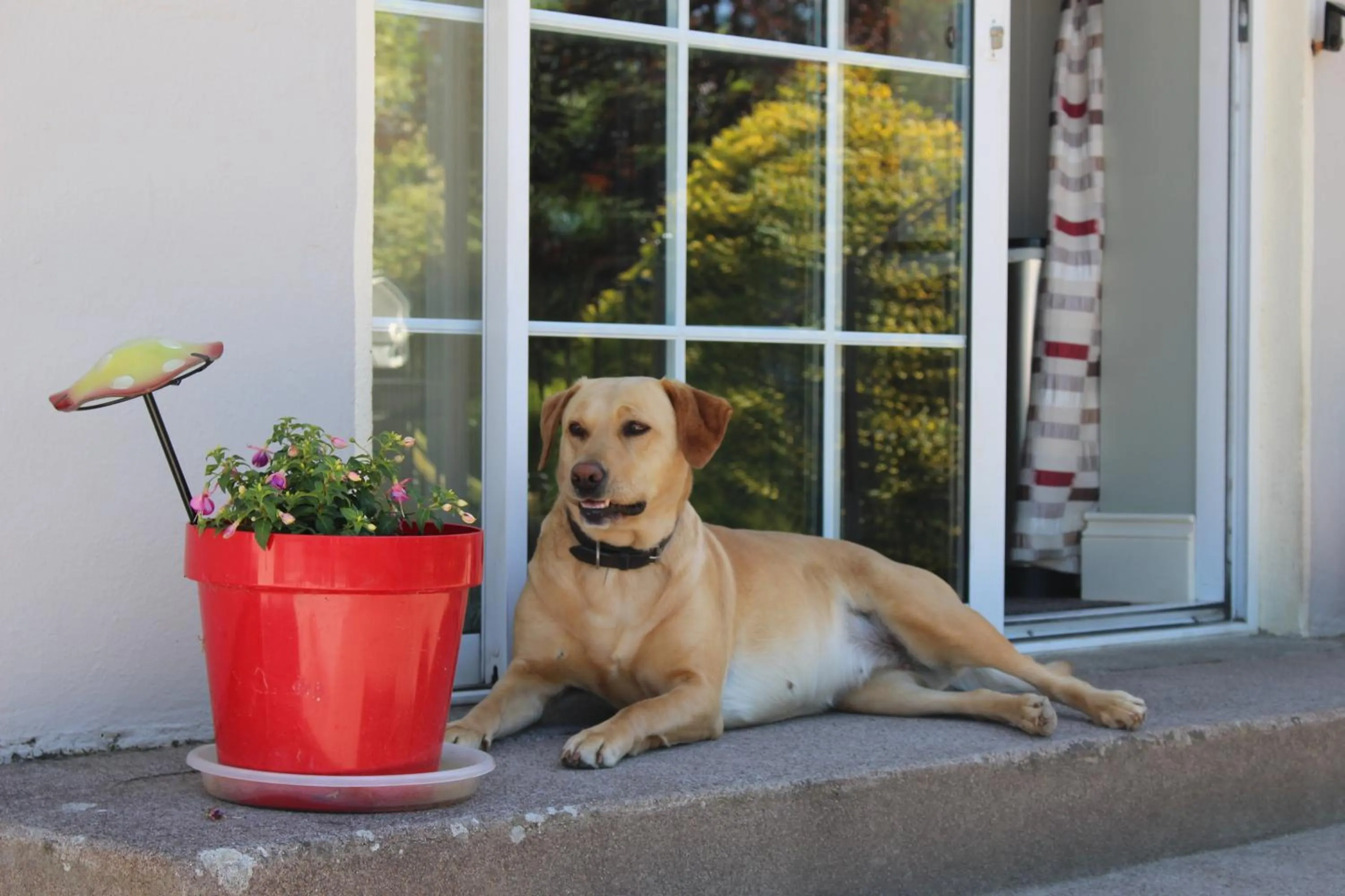 Pets in Kilcatten Lodge