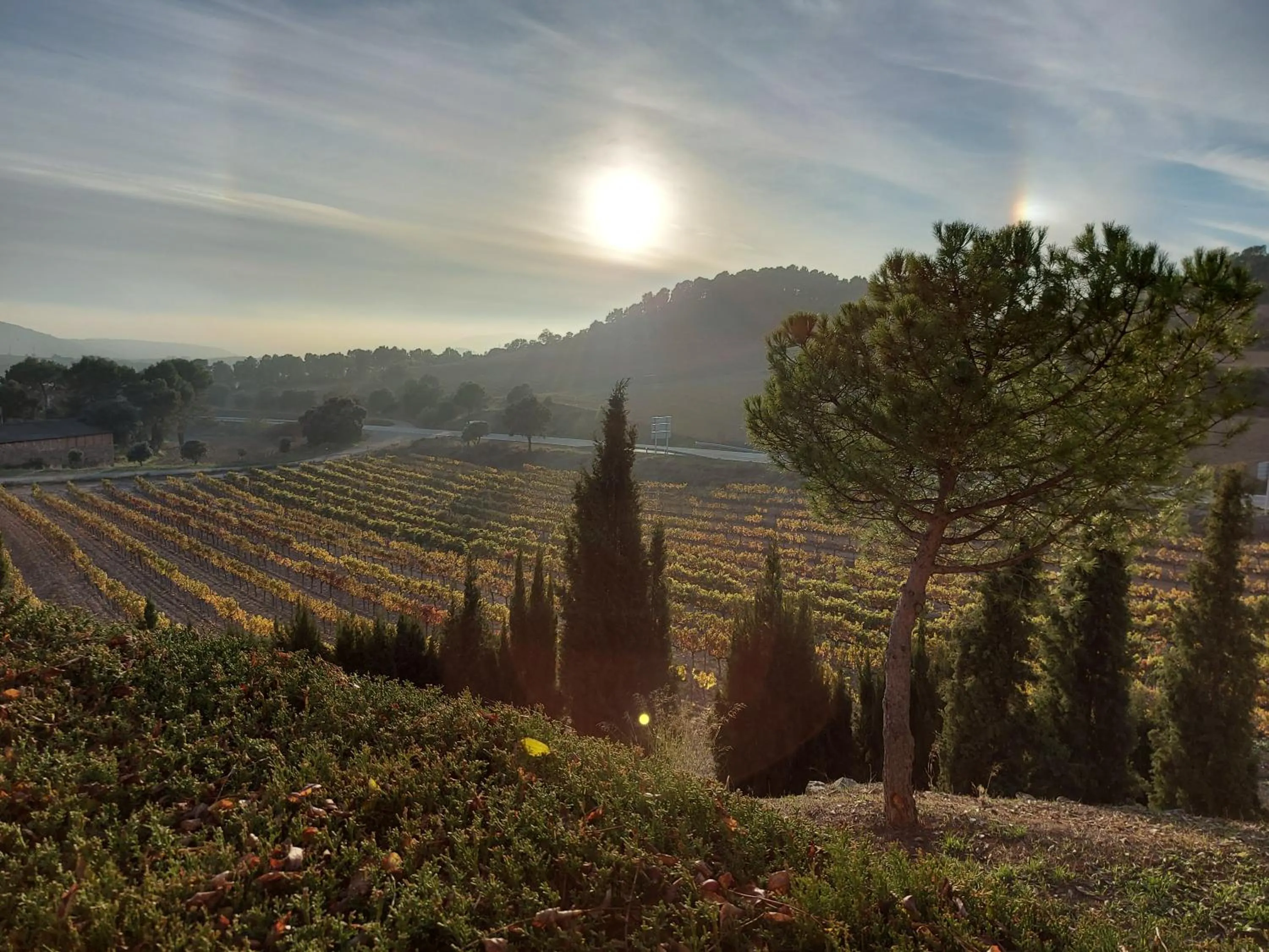 Natural landscape in Monestir de Les Avellanes
