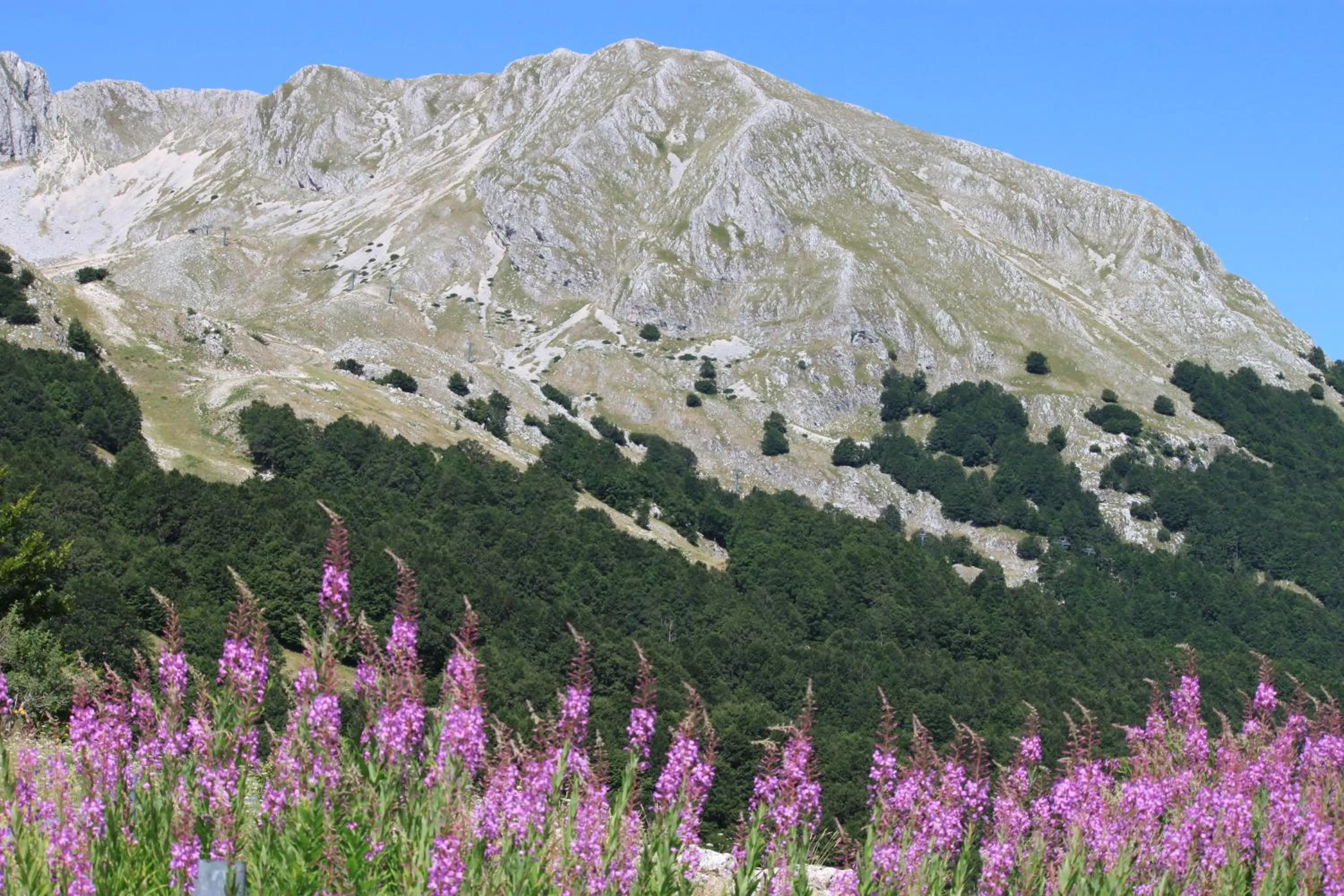 La Pinetina