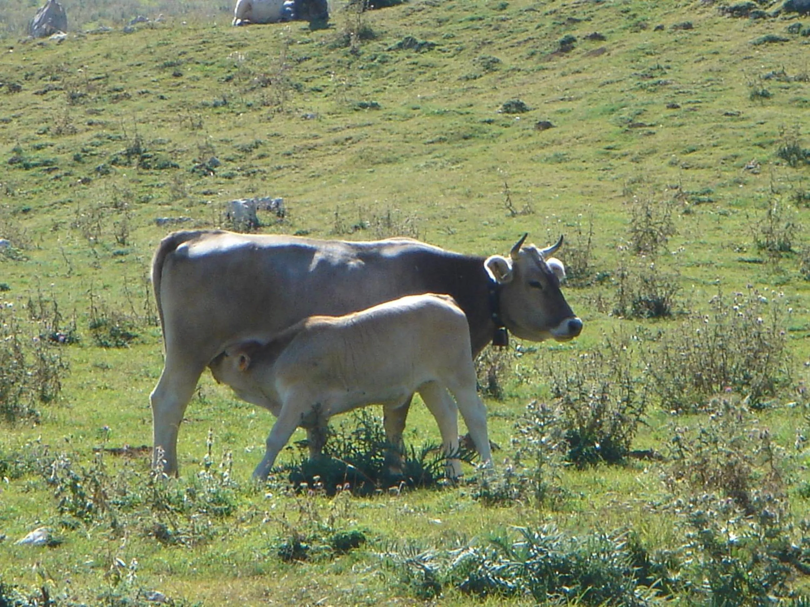 La Pinetina
