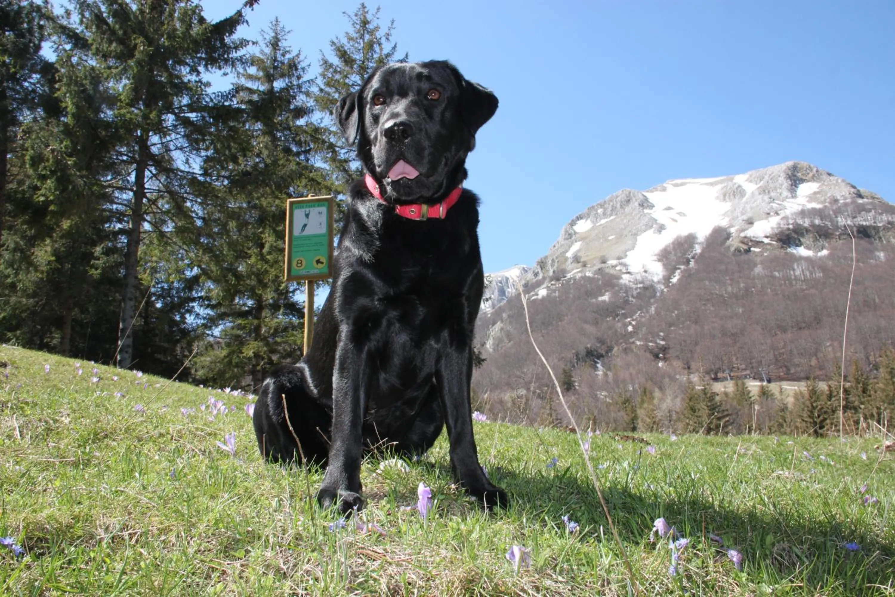 La Pinetina