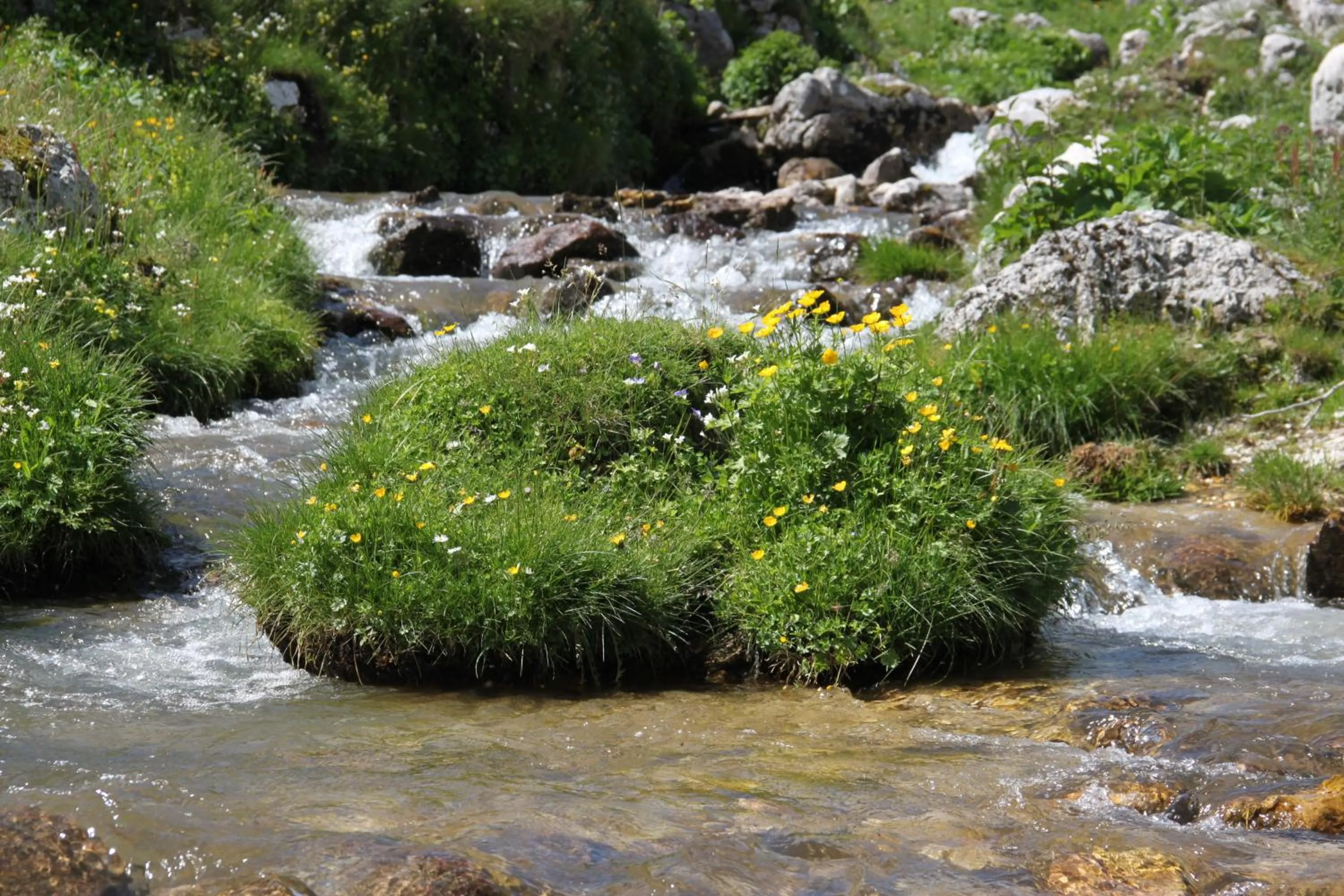 La Pinetina