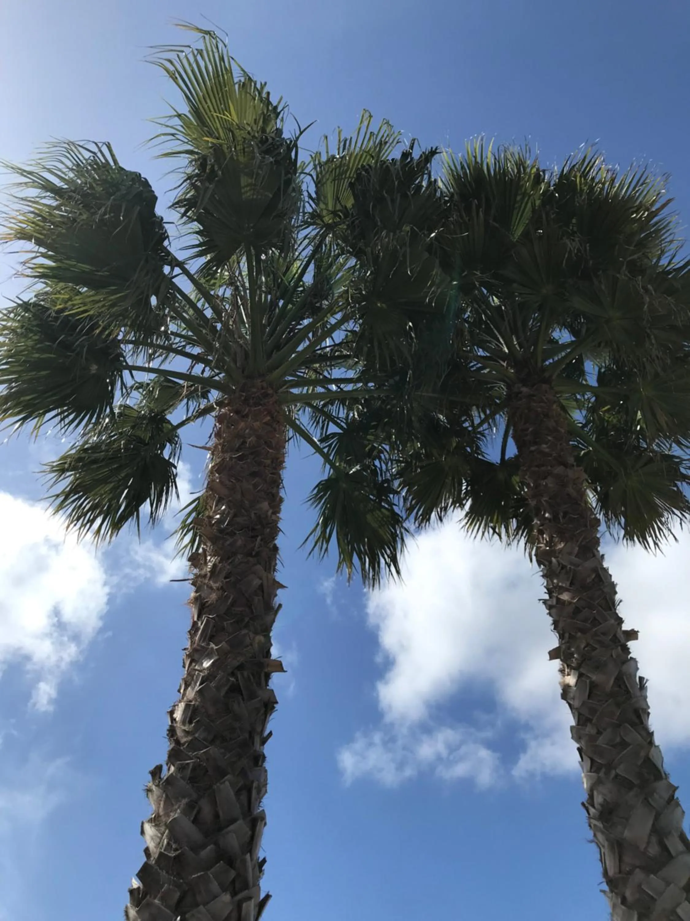 Garden in Casa o Futuro