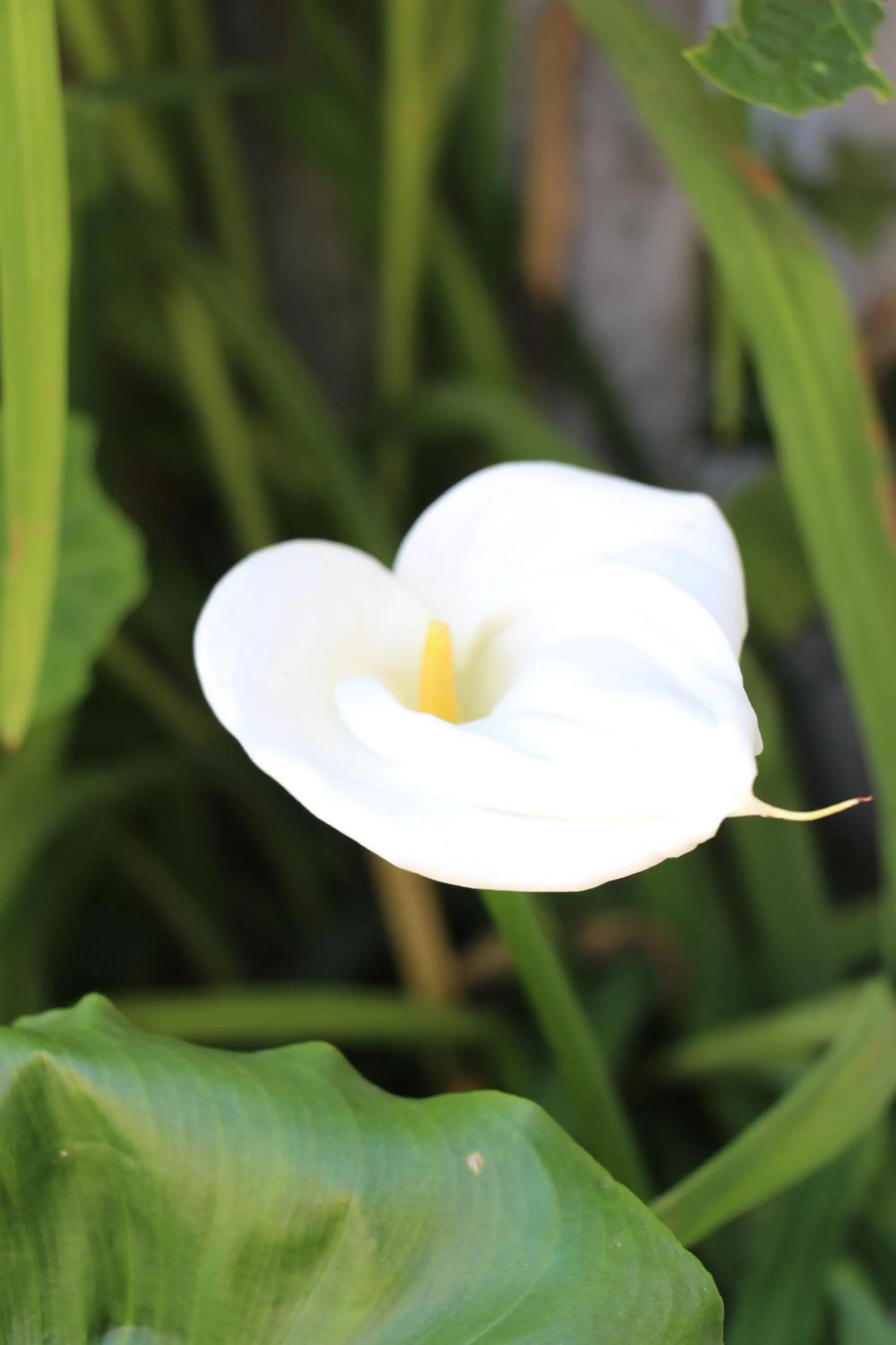 Garden in Casa o Futuro