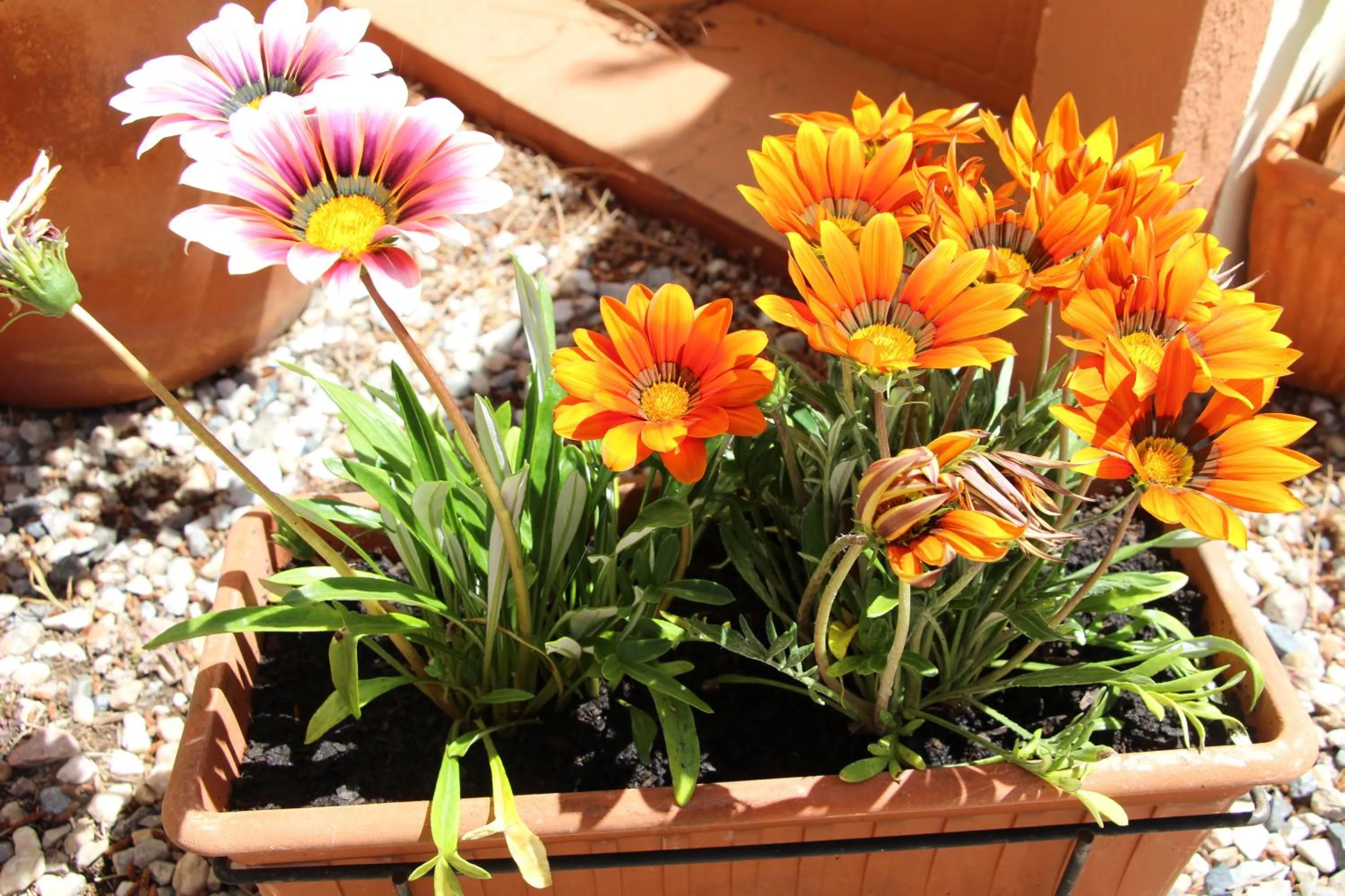 Garden in Casa o Futuro