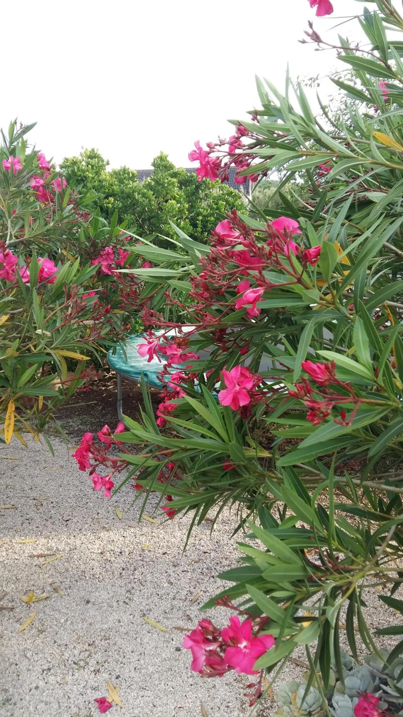 Garden in Casa o Futuro