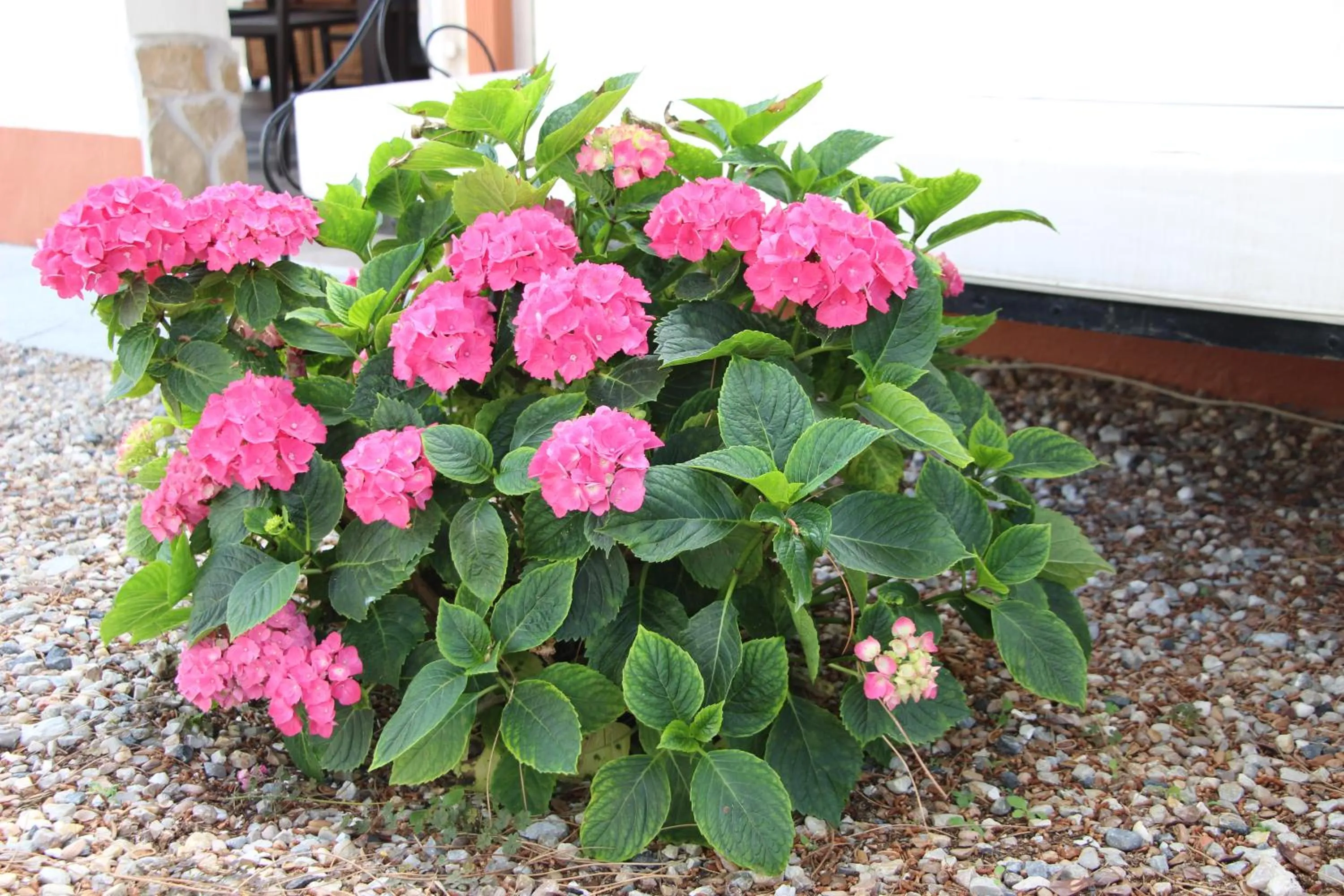 Garden view in Casa o Futuro