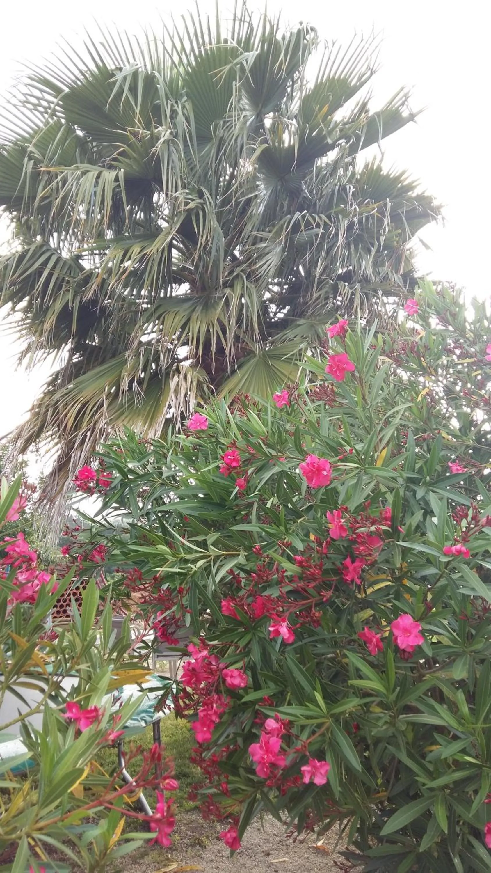 Garden in Casa o Futuro