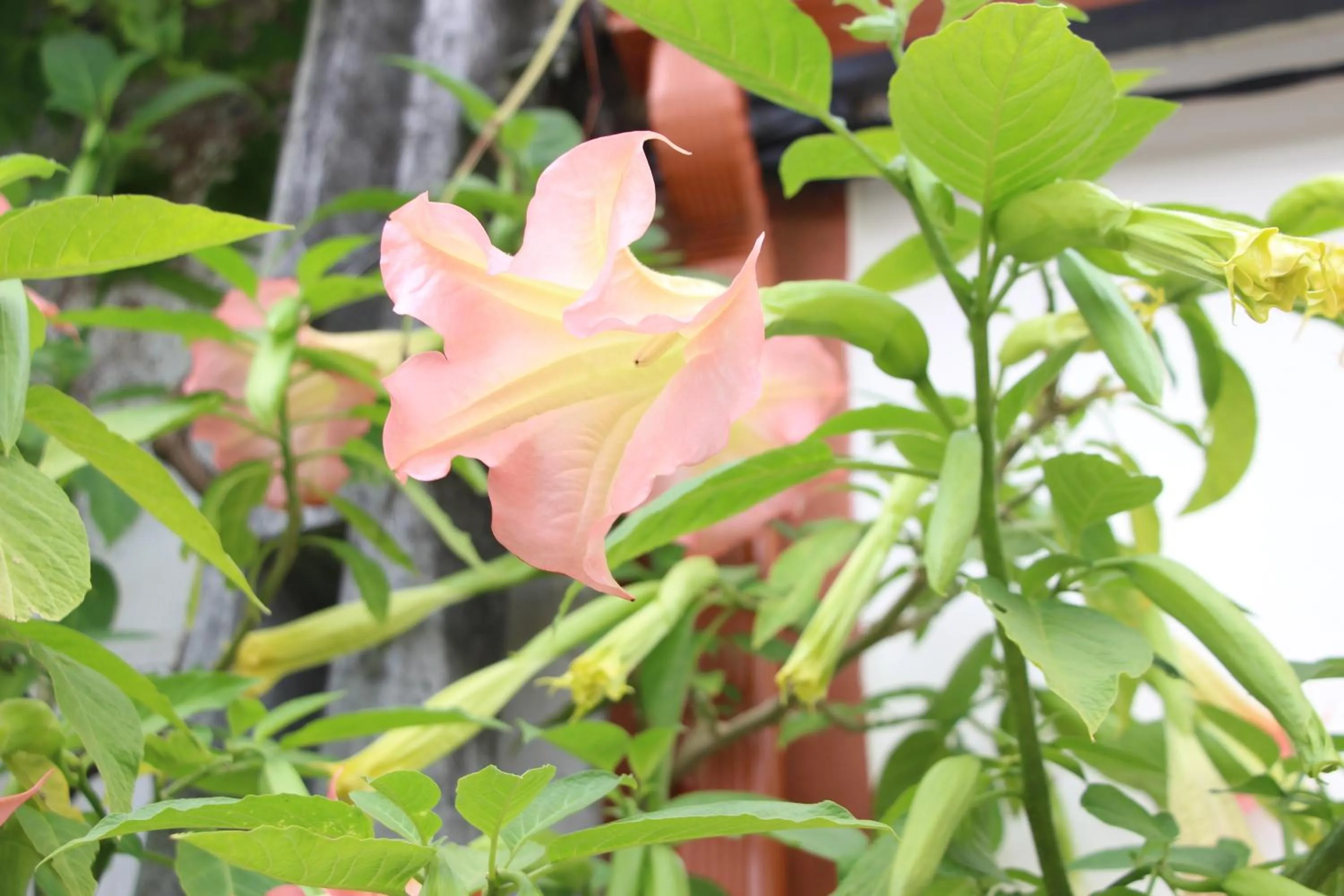 Facade/entrance in Casa o Futuro