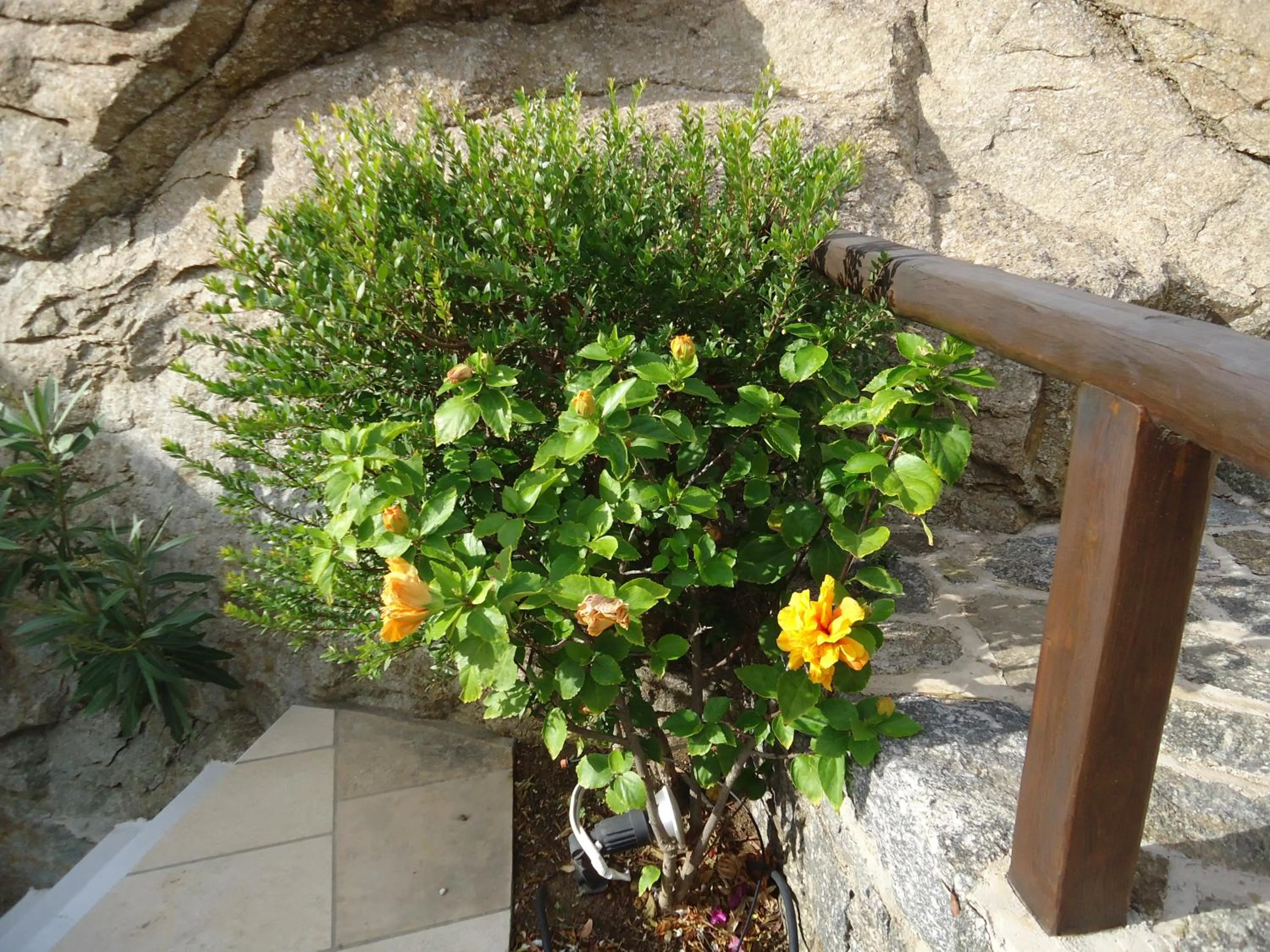 Garden in Nama Villas