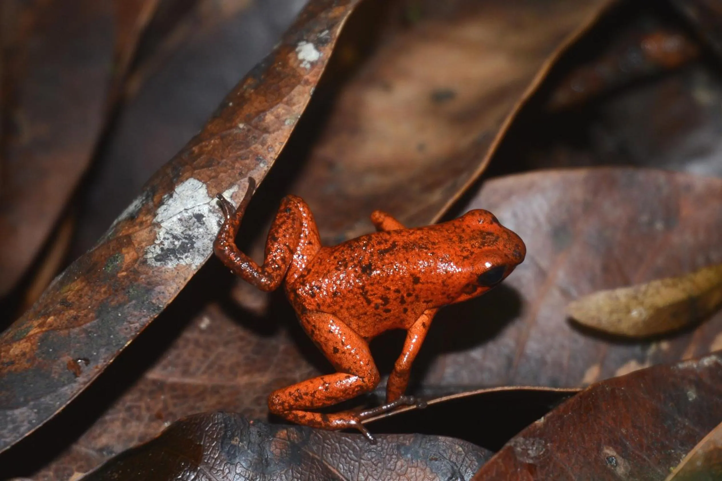 Animals in El Jardin de Playa Negra