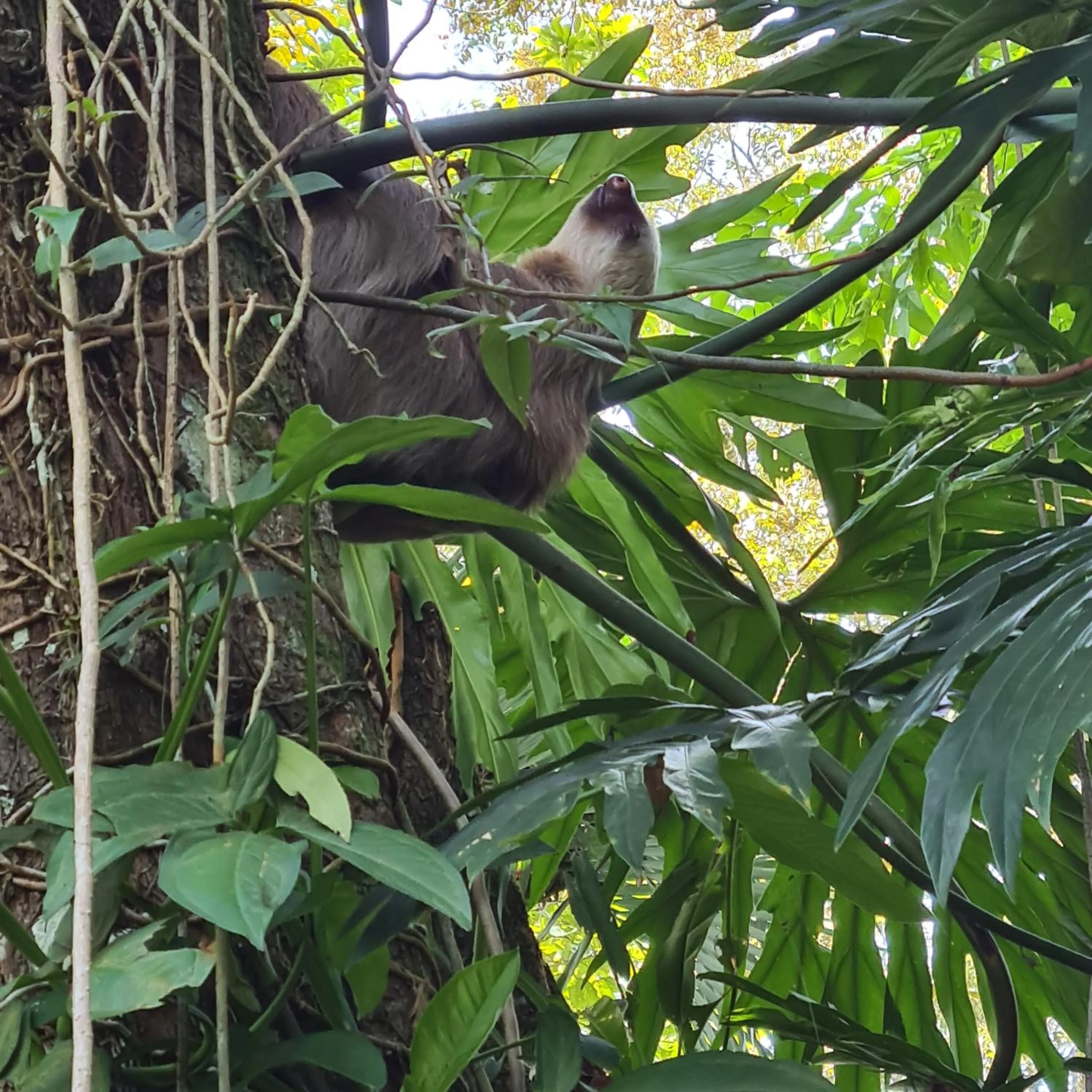 Other in El Jardin de Playa Negra