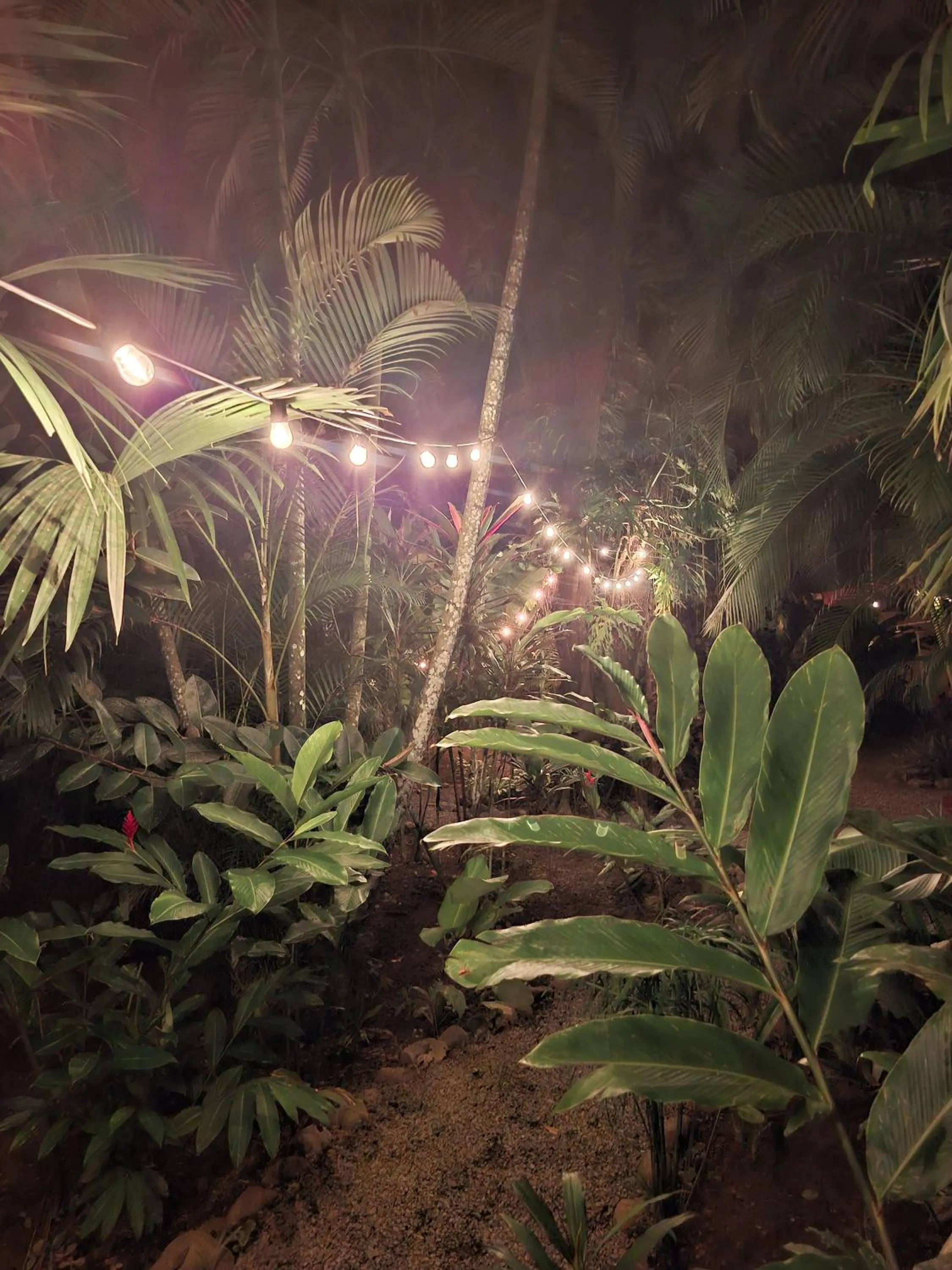 Night in El Jardin de Playa Negra