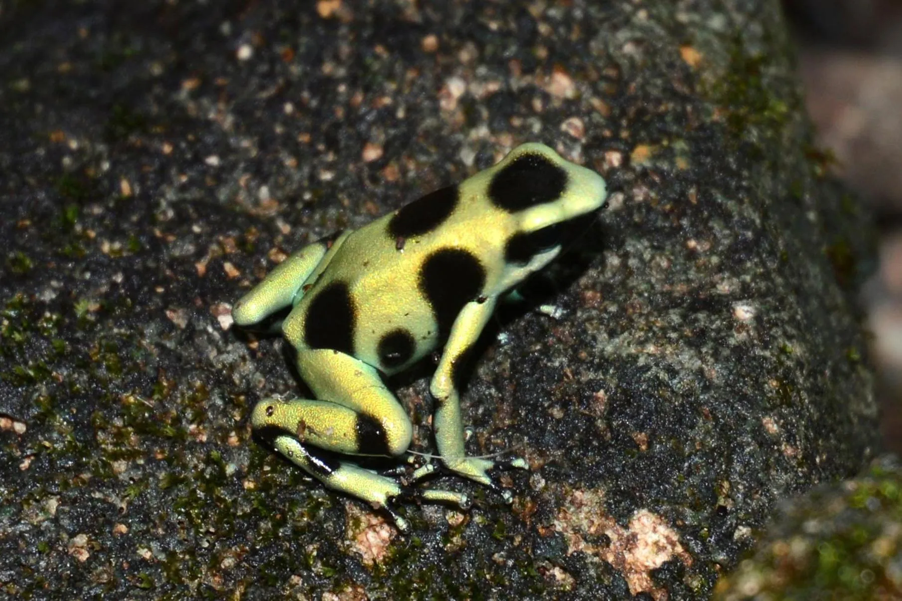Animals in El Jardin de Playa Negra