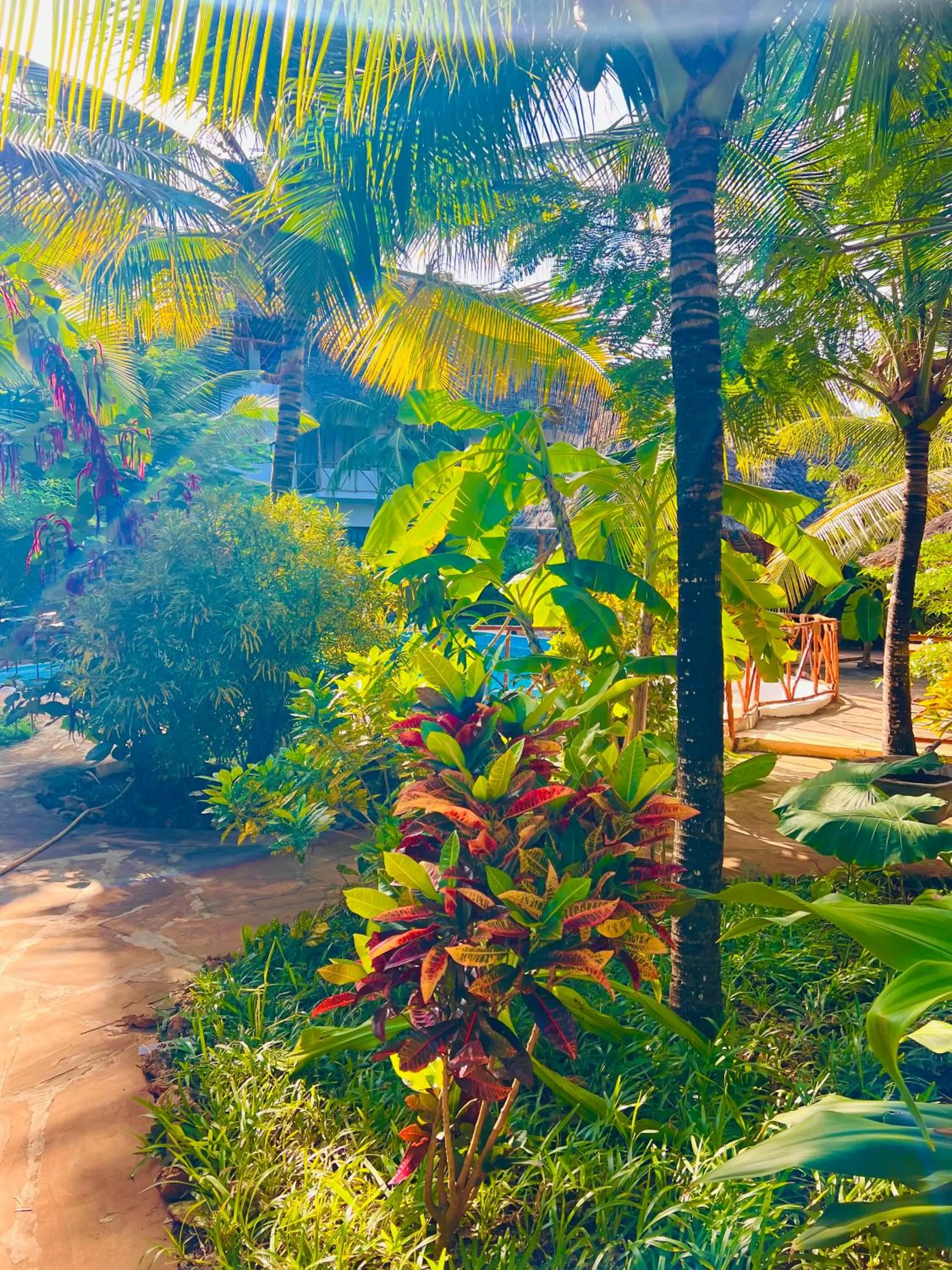 Spring in Tropical Nungwi